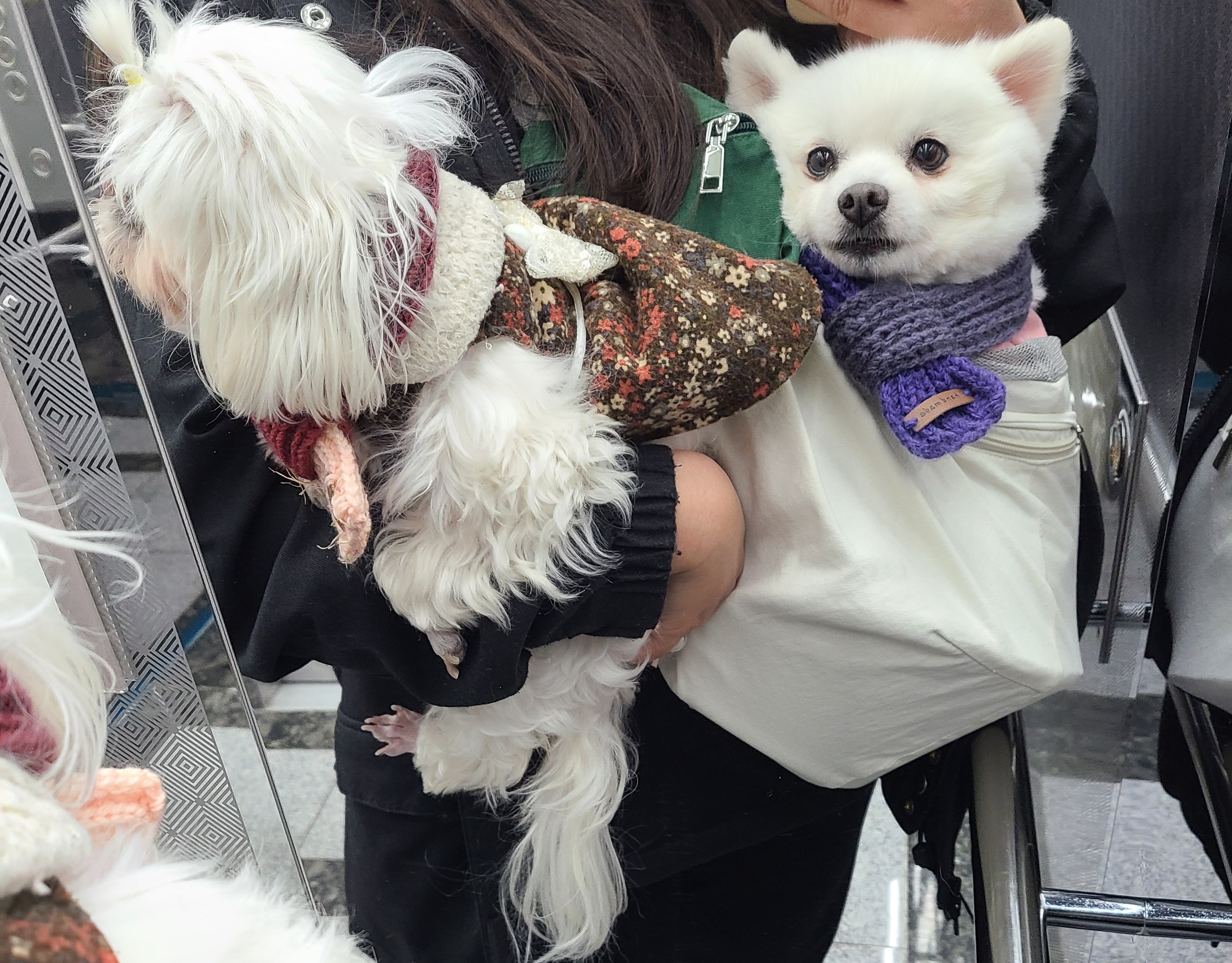단비 3개월차 이야기 (곤지암 포동이)