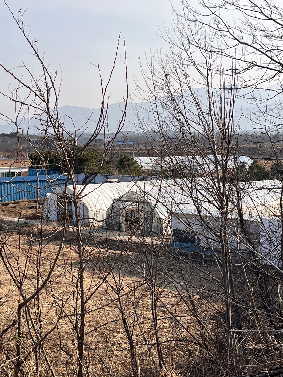 강원도 고성군 아야진해변 인근 열악한 환경에서 강아지 수십마리 사육 (번식용인지 불확실함)