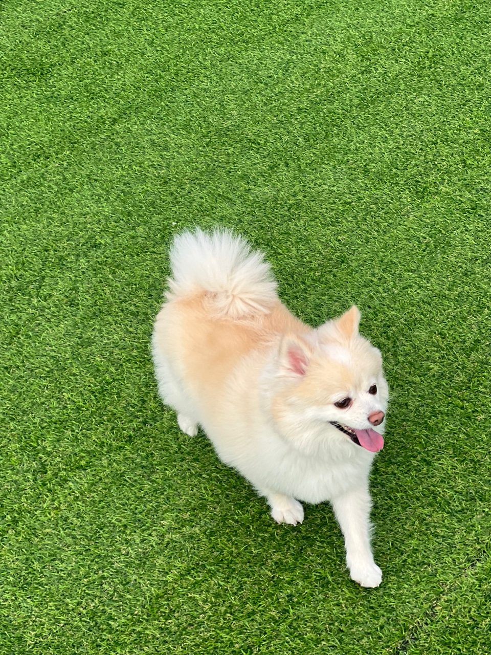 보배(곤지암) 벌써1년이에용