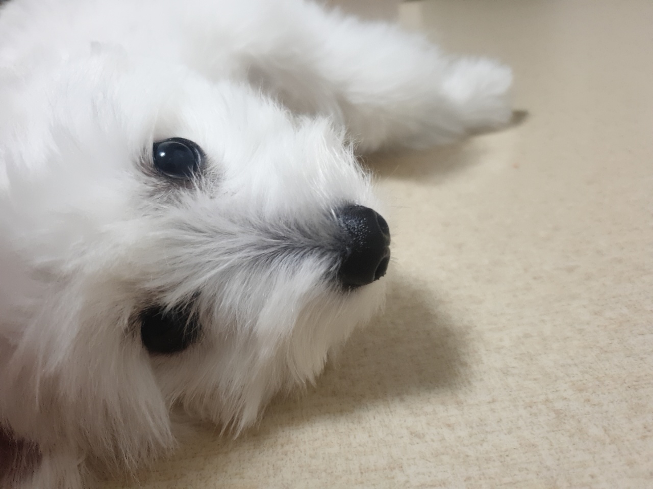 곤지암 그오(봄이) 1년 후기입니다!