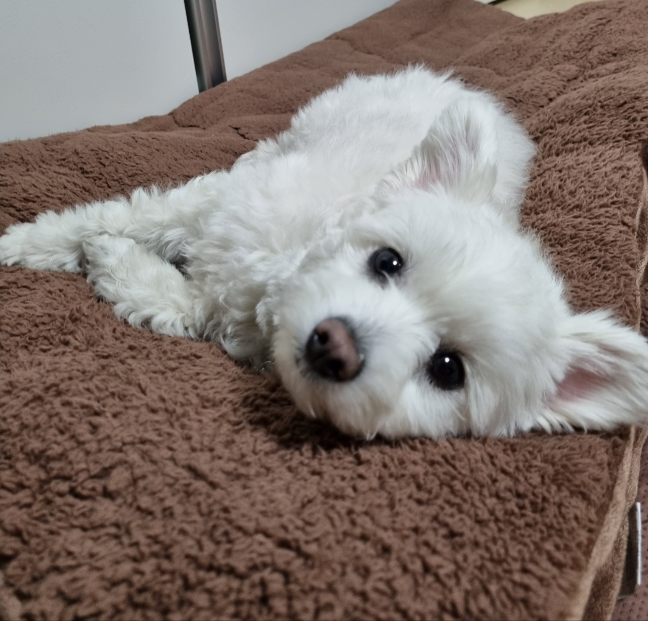 곤지암 그오(봄이) 1년 후기입니다!