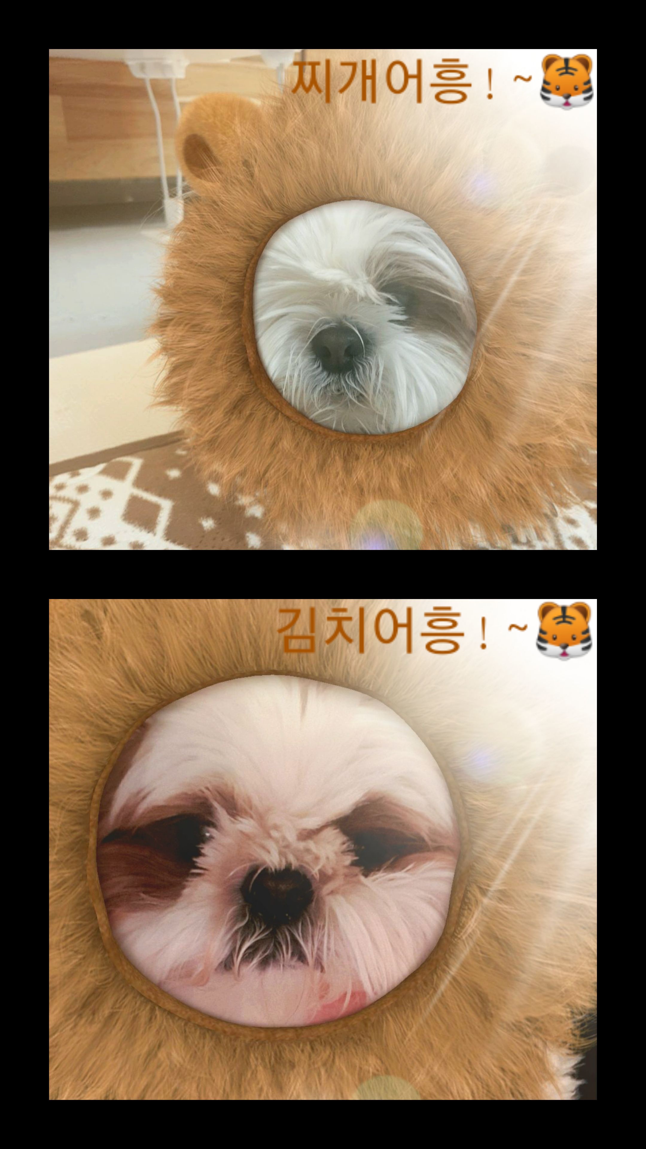 샘이(찌개Gun)와복민이(김치Gun)놀러왔어요~♡