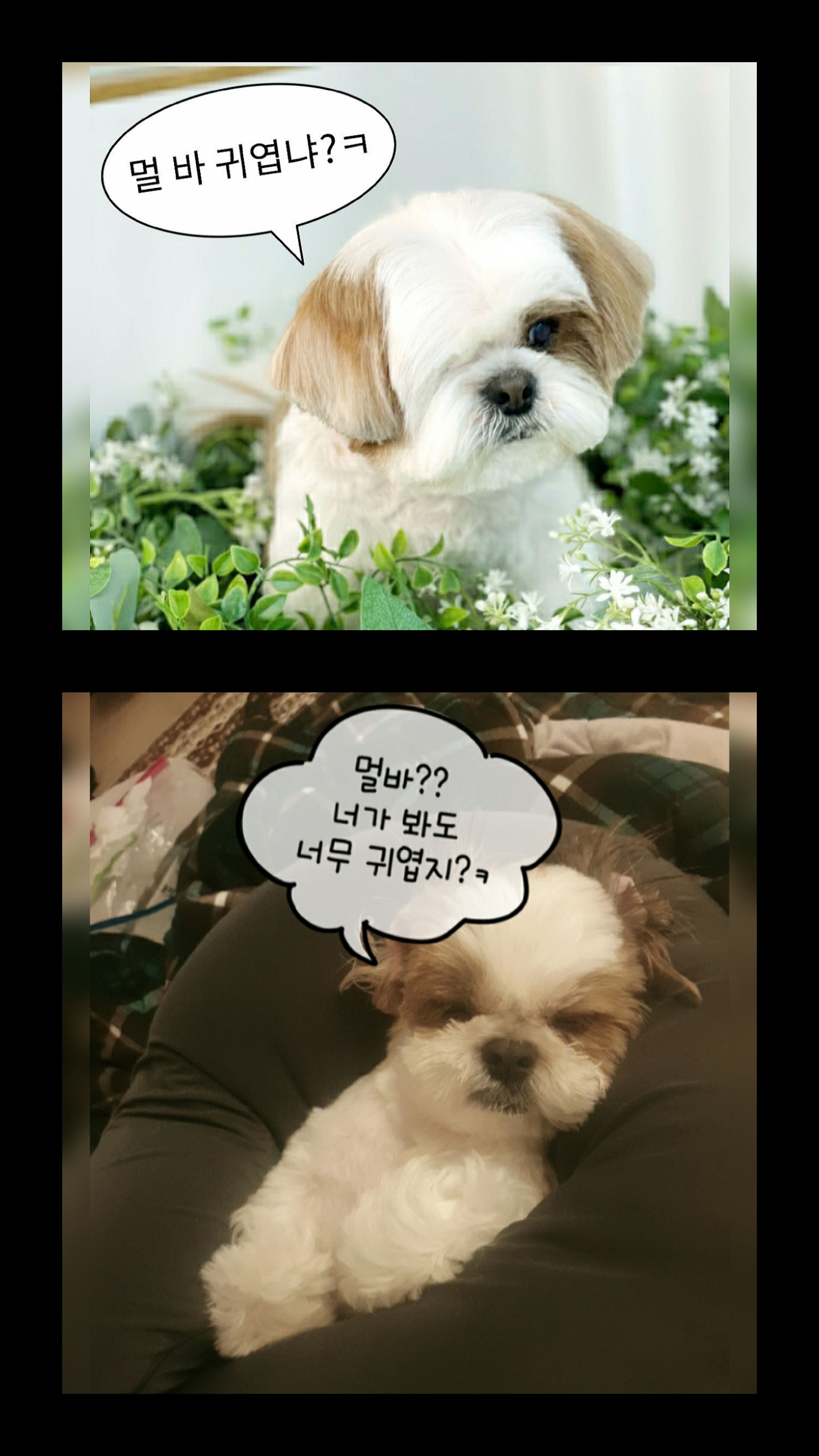 샘이(찌개Gun)와복민이(김치Gun)놀러왔어요~♡