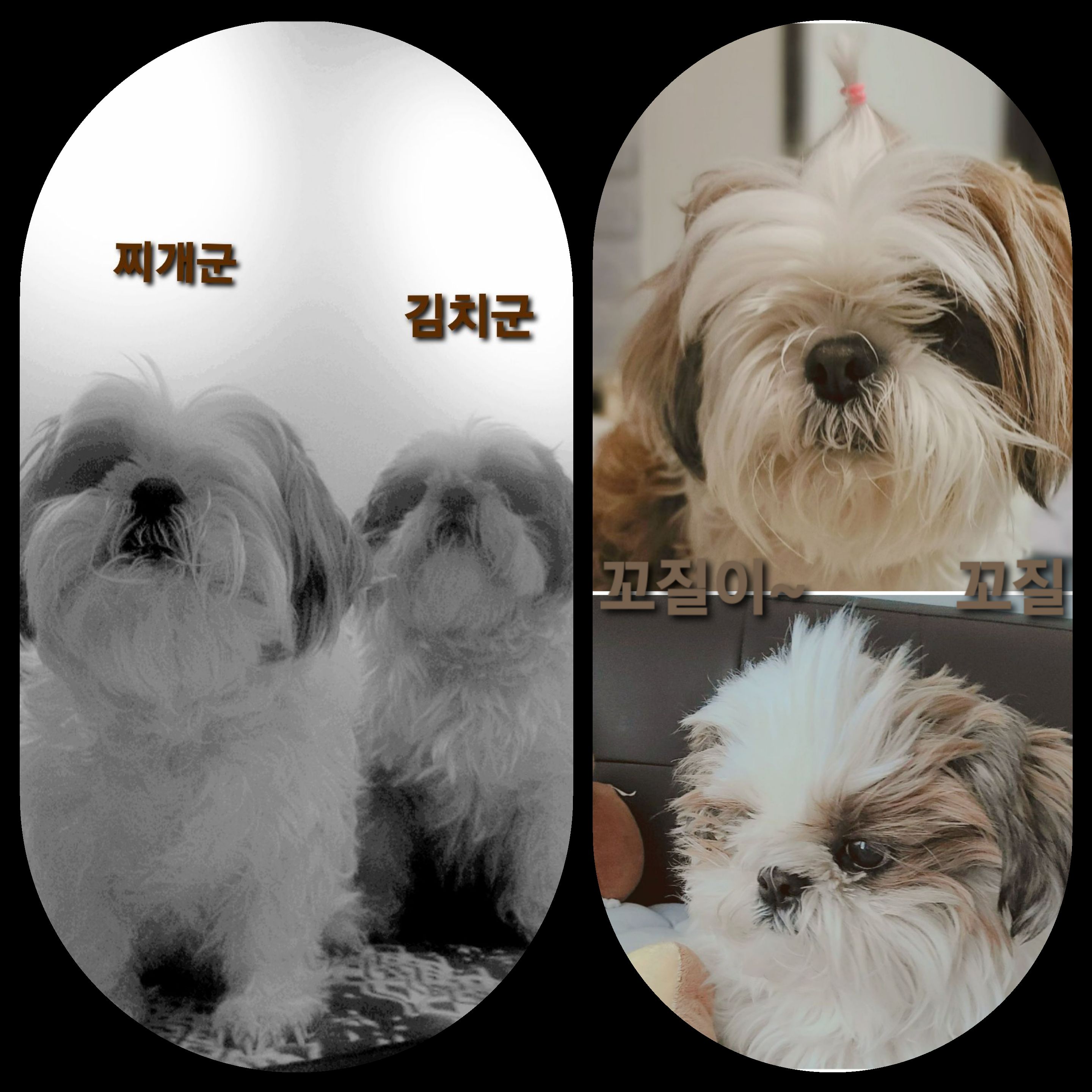 샘이(찌개Gun)와복민이(김치Gun)놀러왔어요~♡