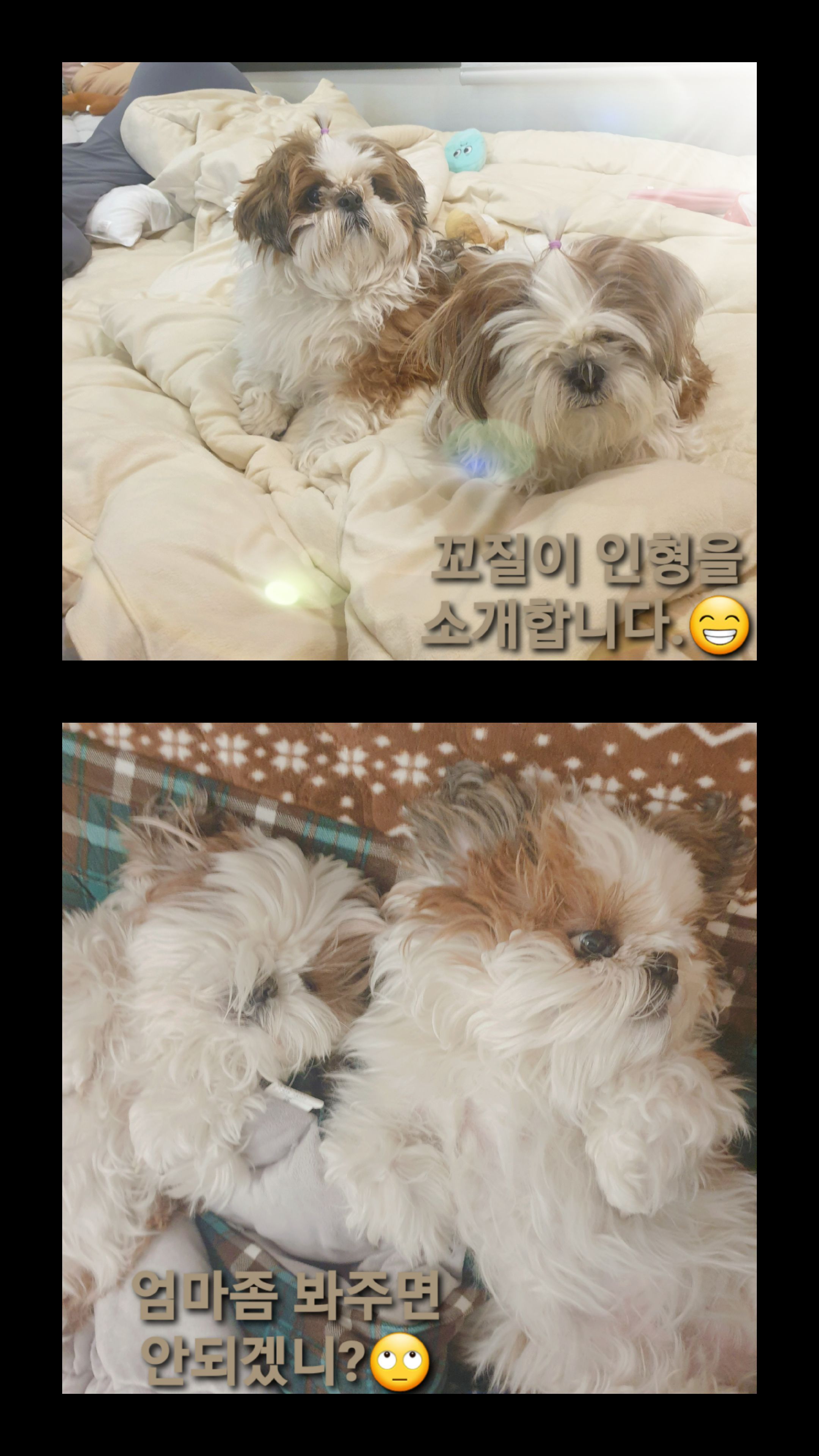 샘이(찌개Gun)와복민이(김치Gun)놀러왔어요~♡
