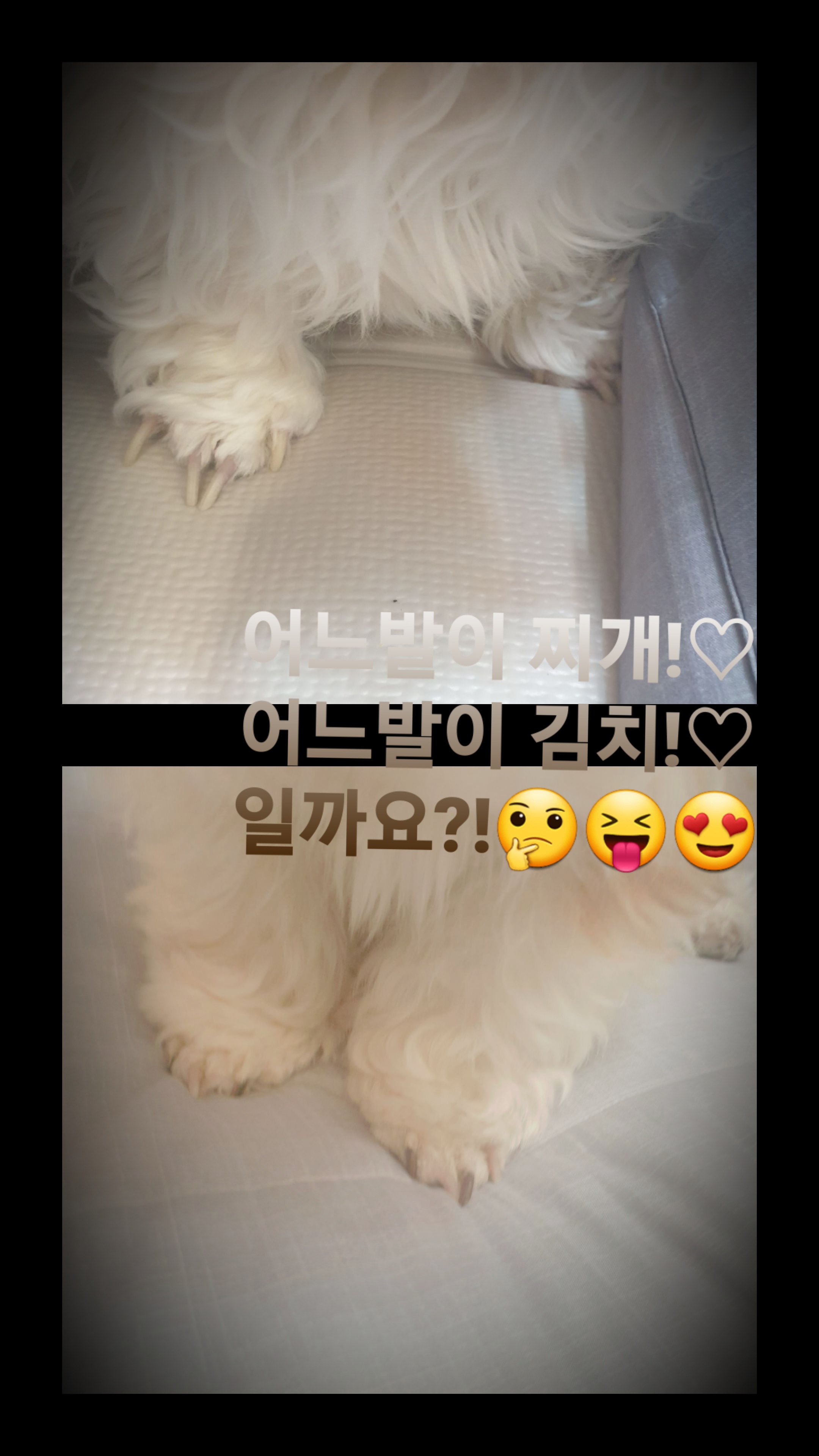 샘이(찌개Gun)와복민이(김치Gun)놀러왔어요~♡