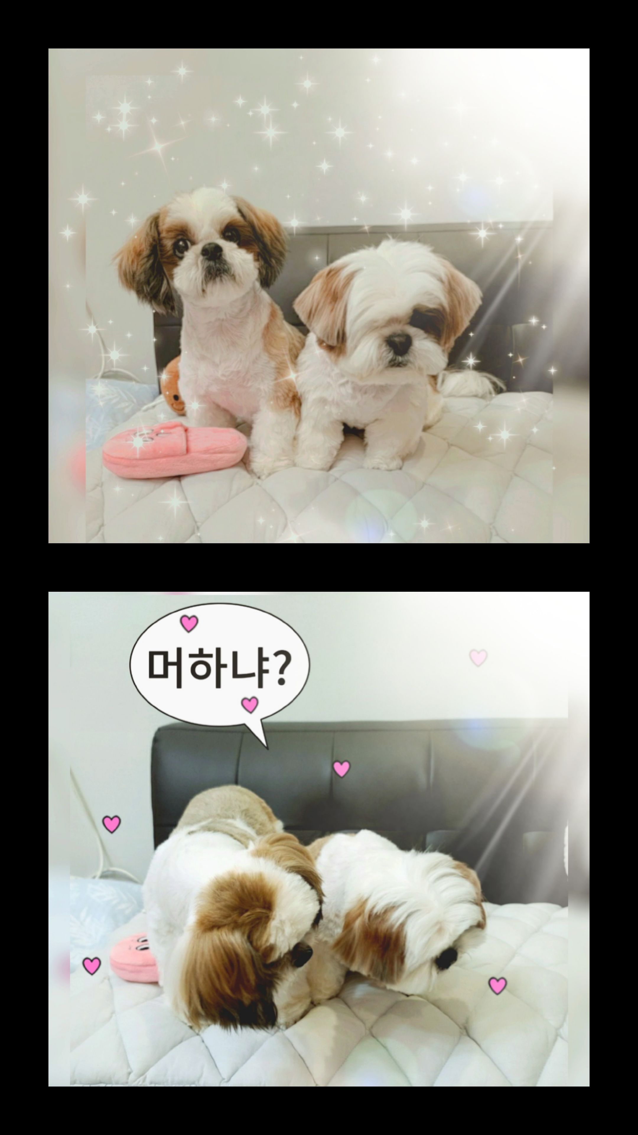 샘이(찌개Gun)와복민이(김치Gun)놀러왔어요~♡