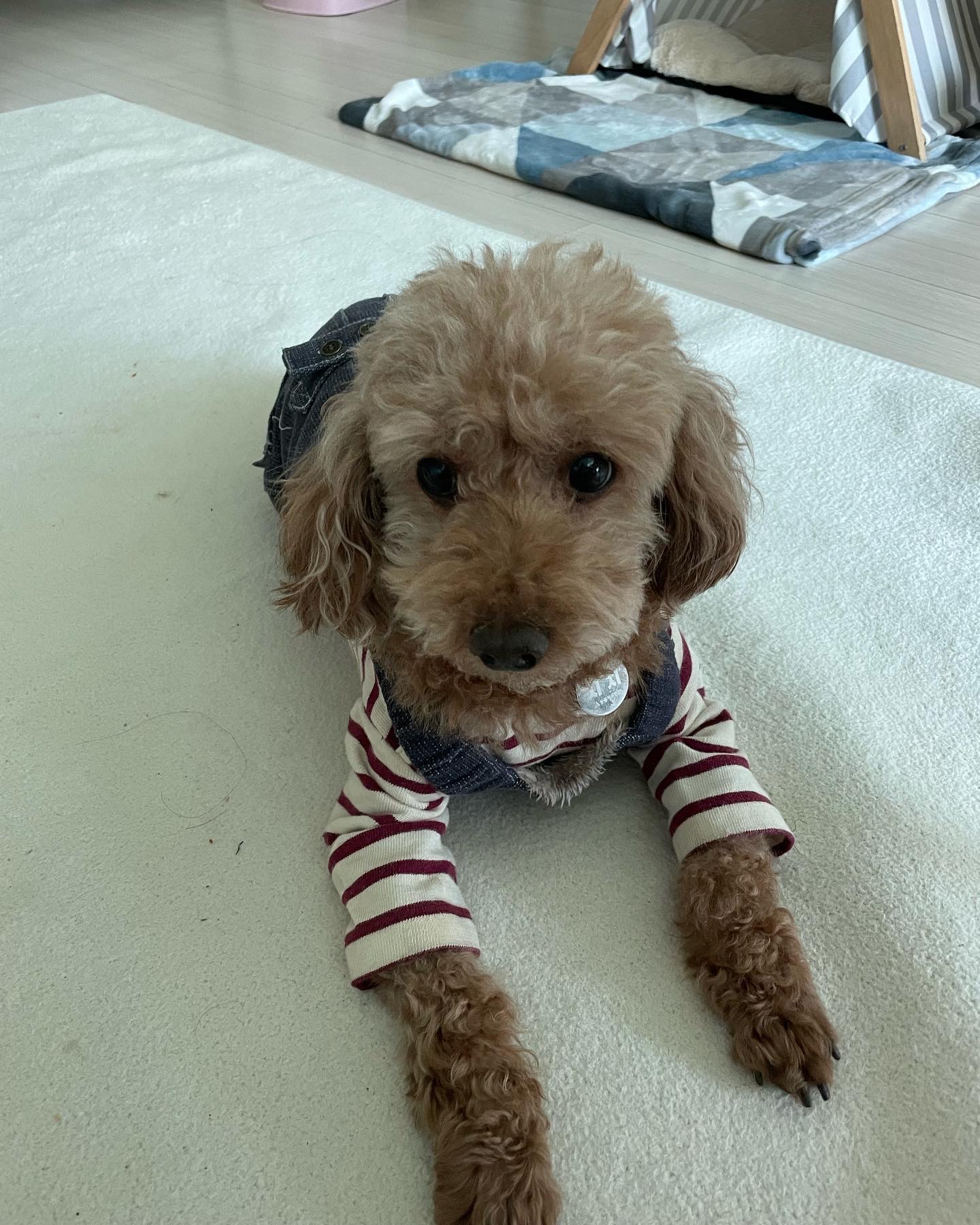 치치(곤지암83) 1년 되었어요 