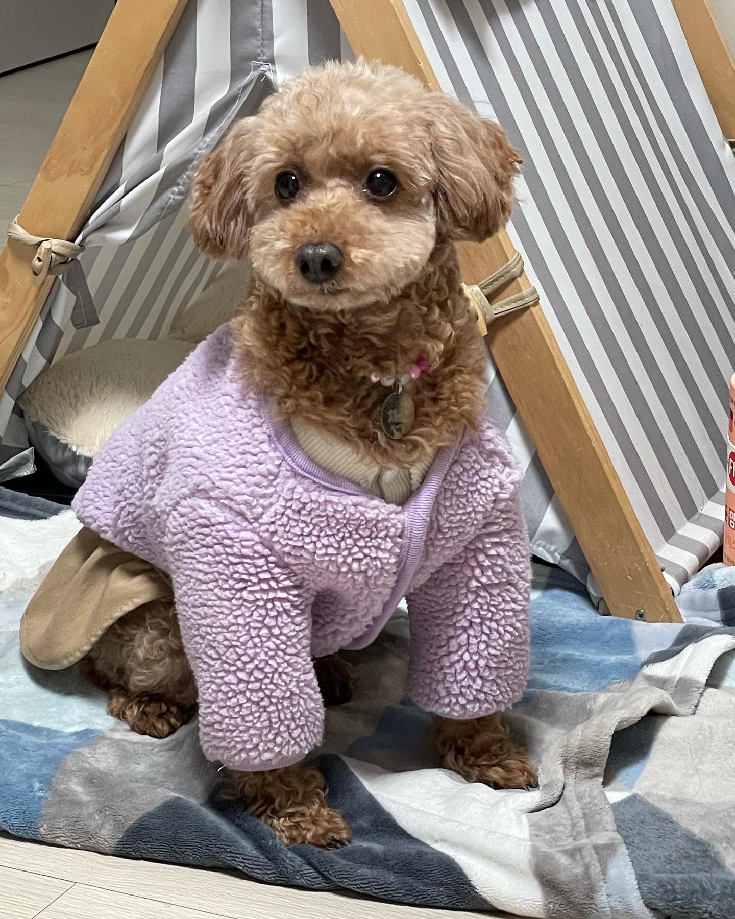 치치(곤지암83) 1년 되었어요 