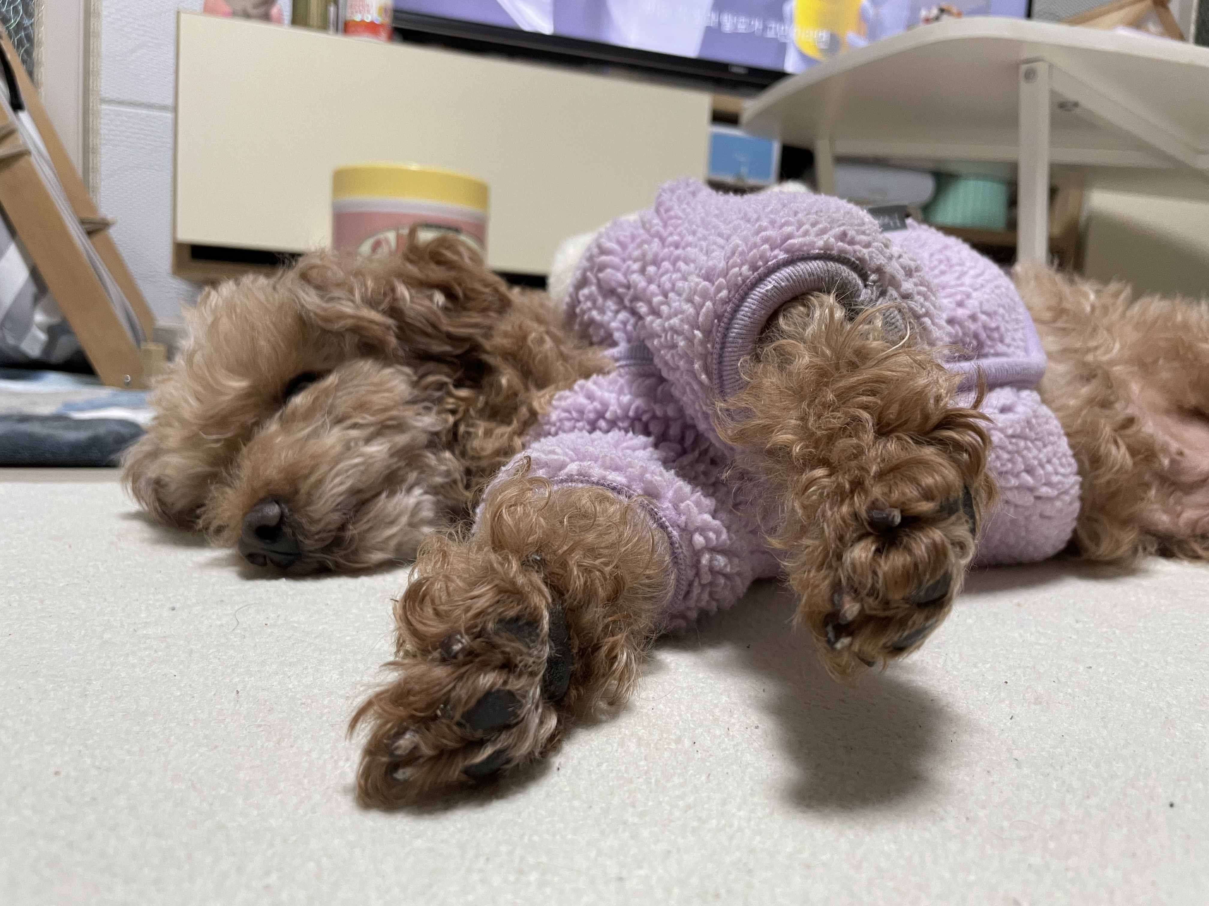 치치(곤지암83) 1년 되었어요 