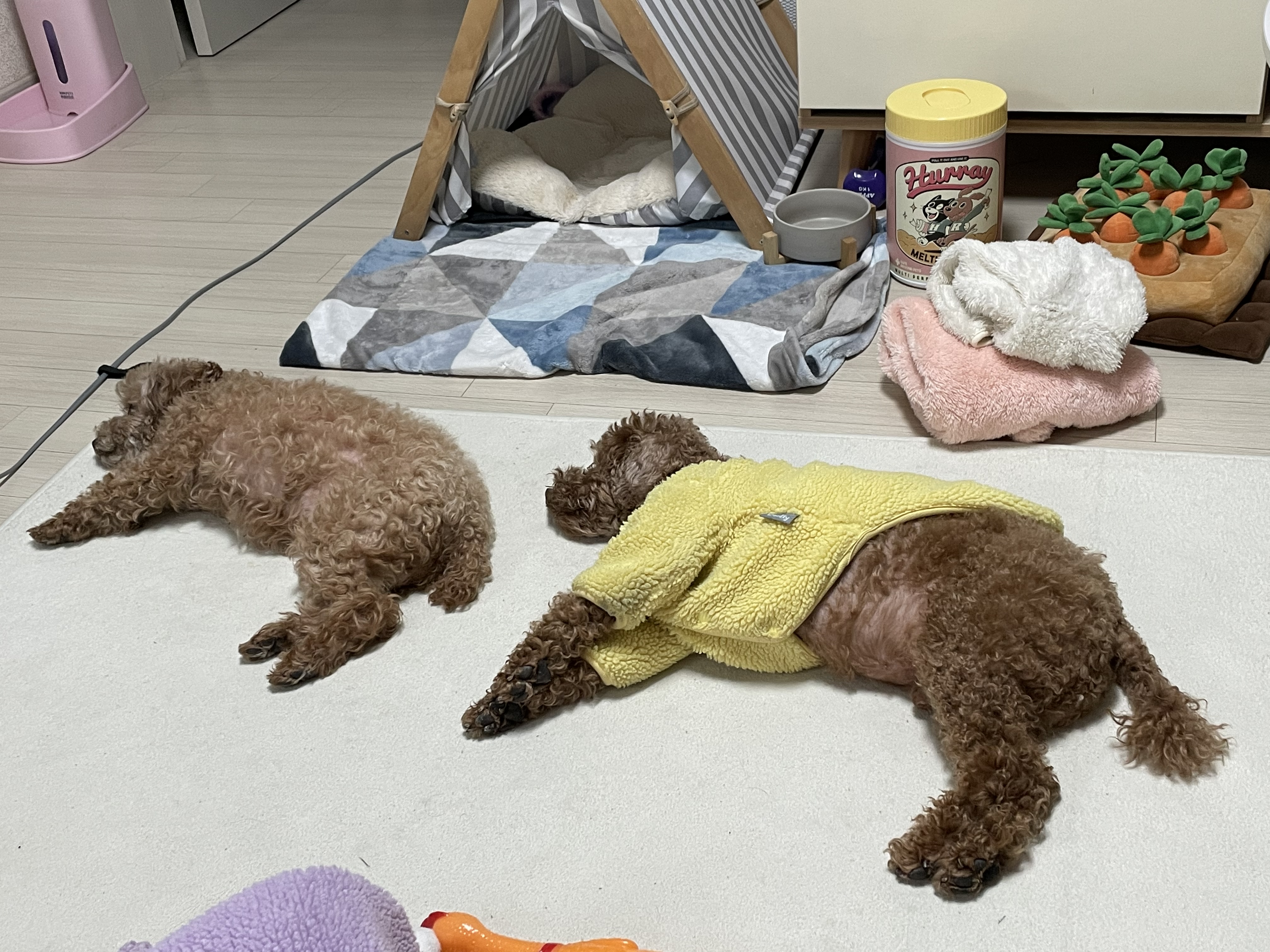 치치(곤지암83) 1년 되었어요 