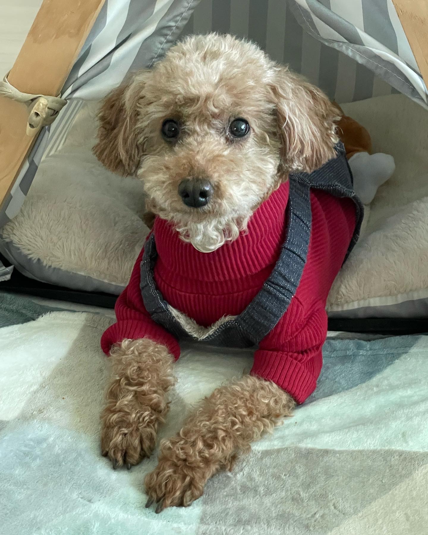 치치(곤지암83) 1년 되었어요 
