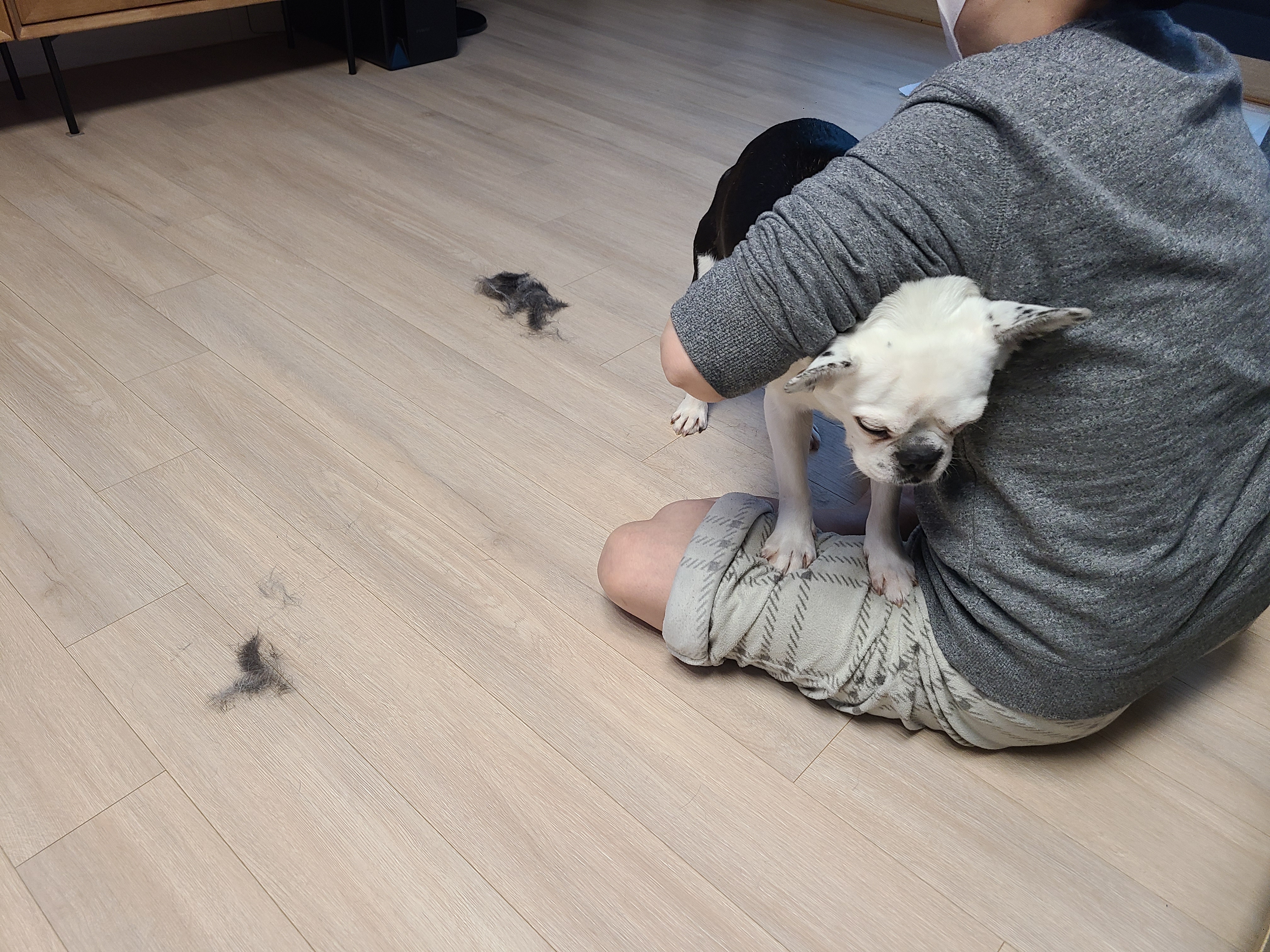애둥이 온지 벌써 한달^^