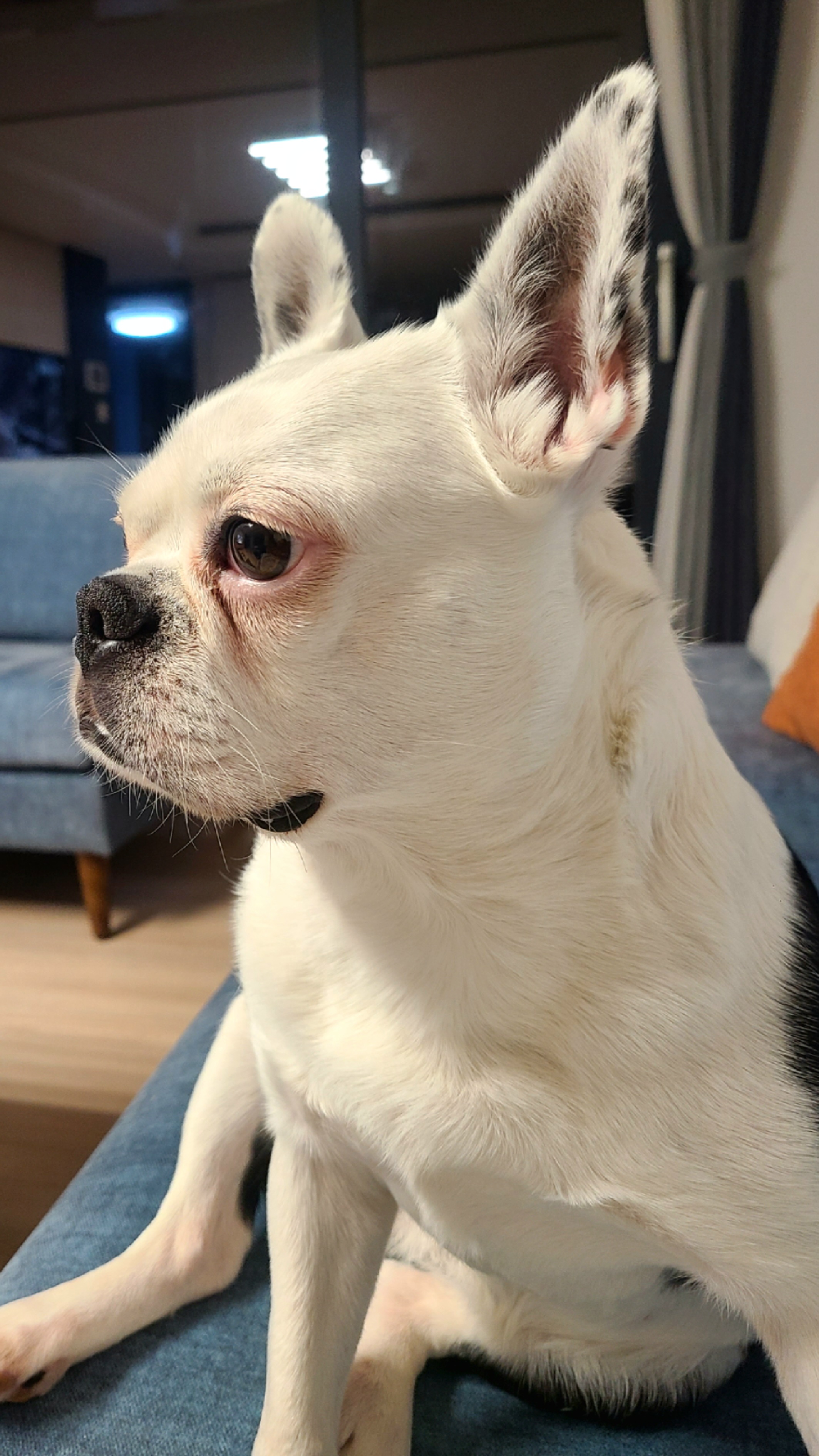 애둥이 온지 벌써 한달^^