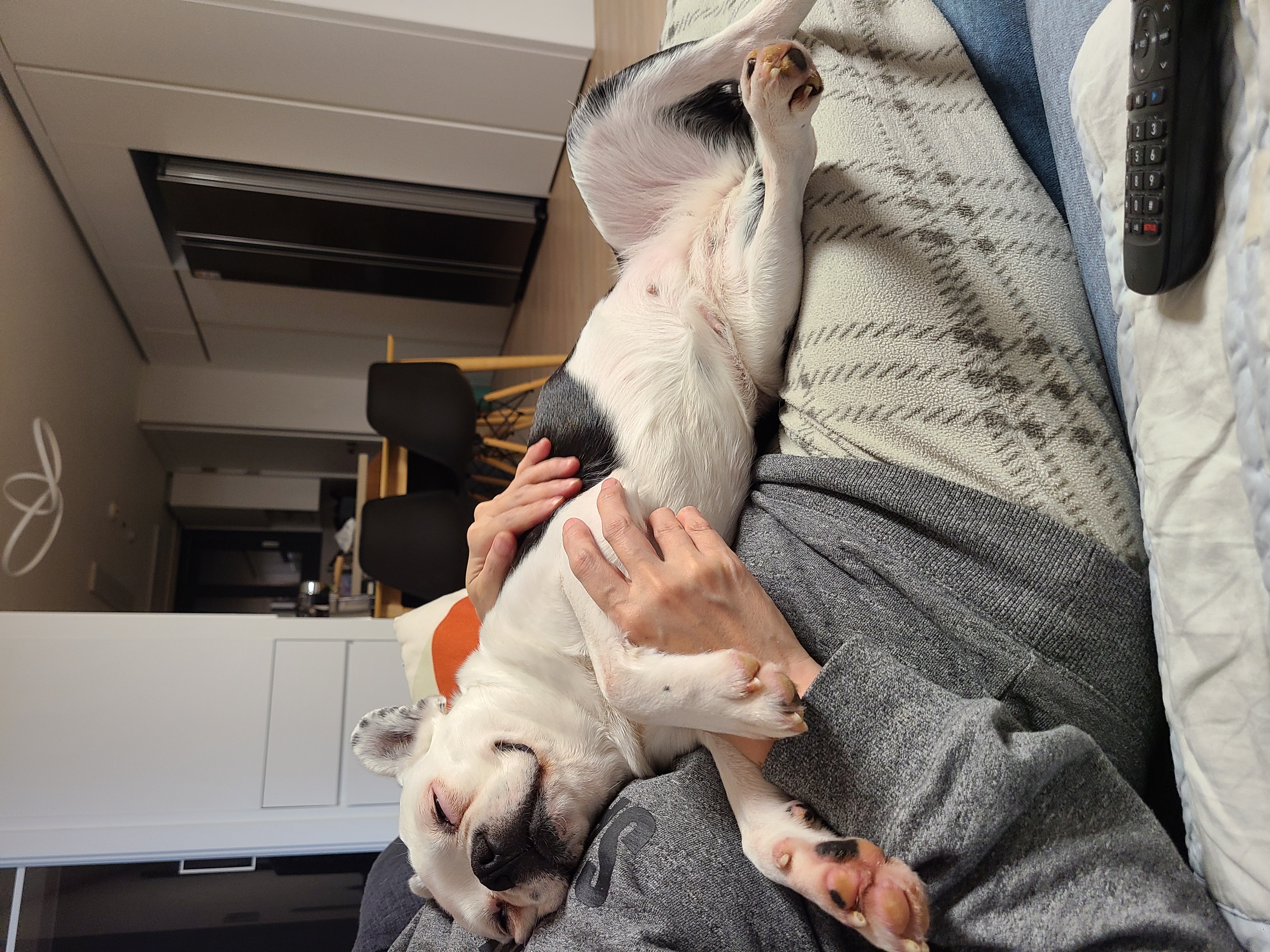 애둥이 온지 벌써 한달^^