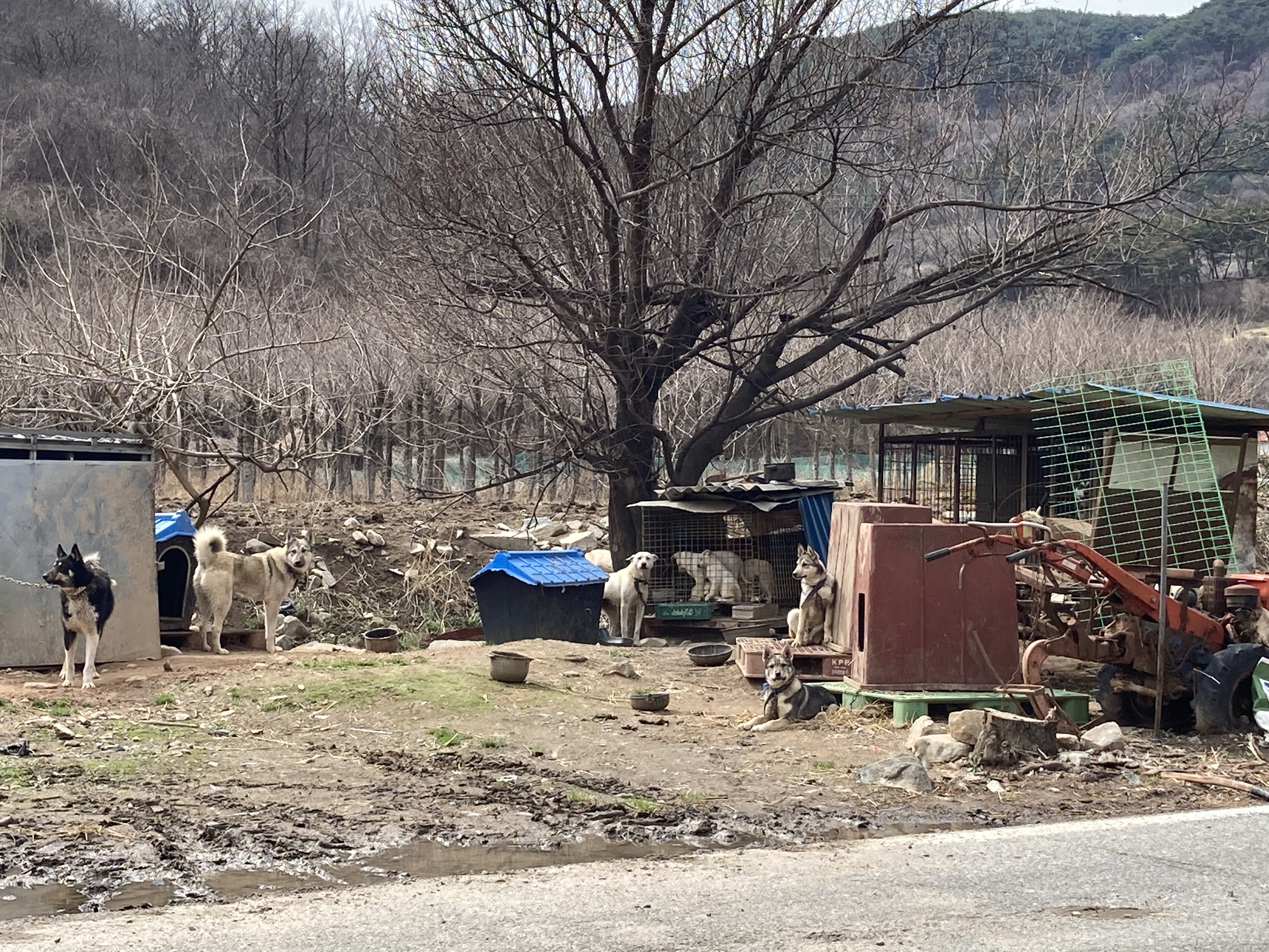 수많은 개들을 열악한 환경에 수용