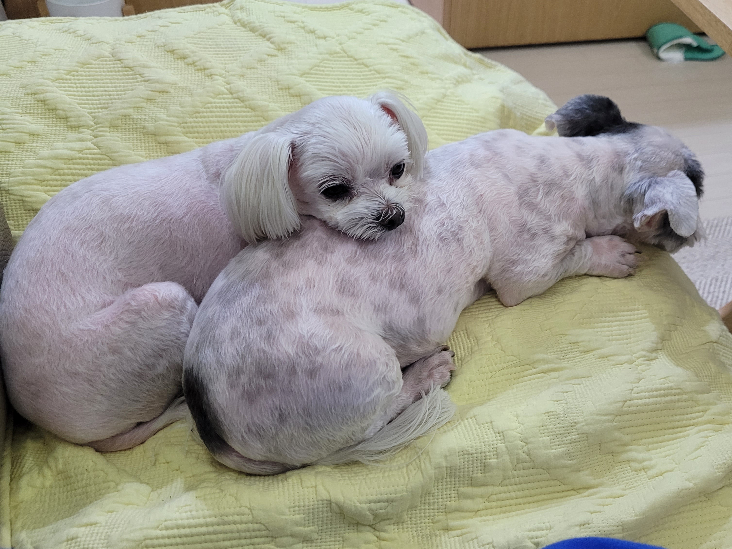 봉남이(곤지암 도우너) 입양  1년 차