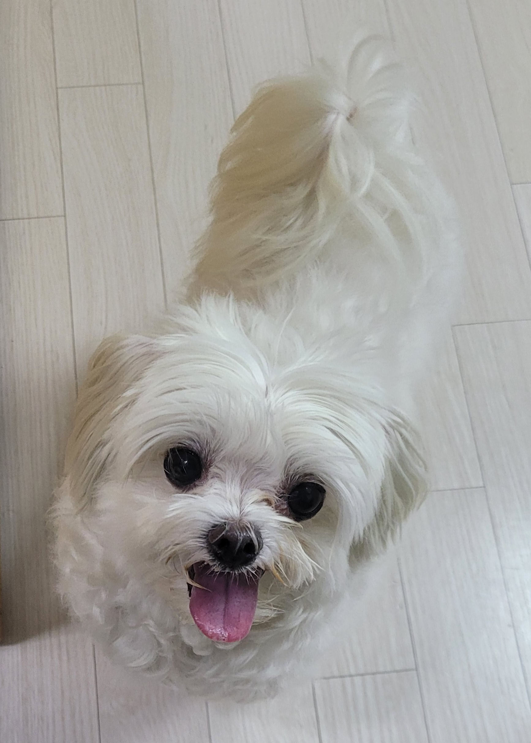 봉남이(곤지암 도우너) 입양  1년 차
