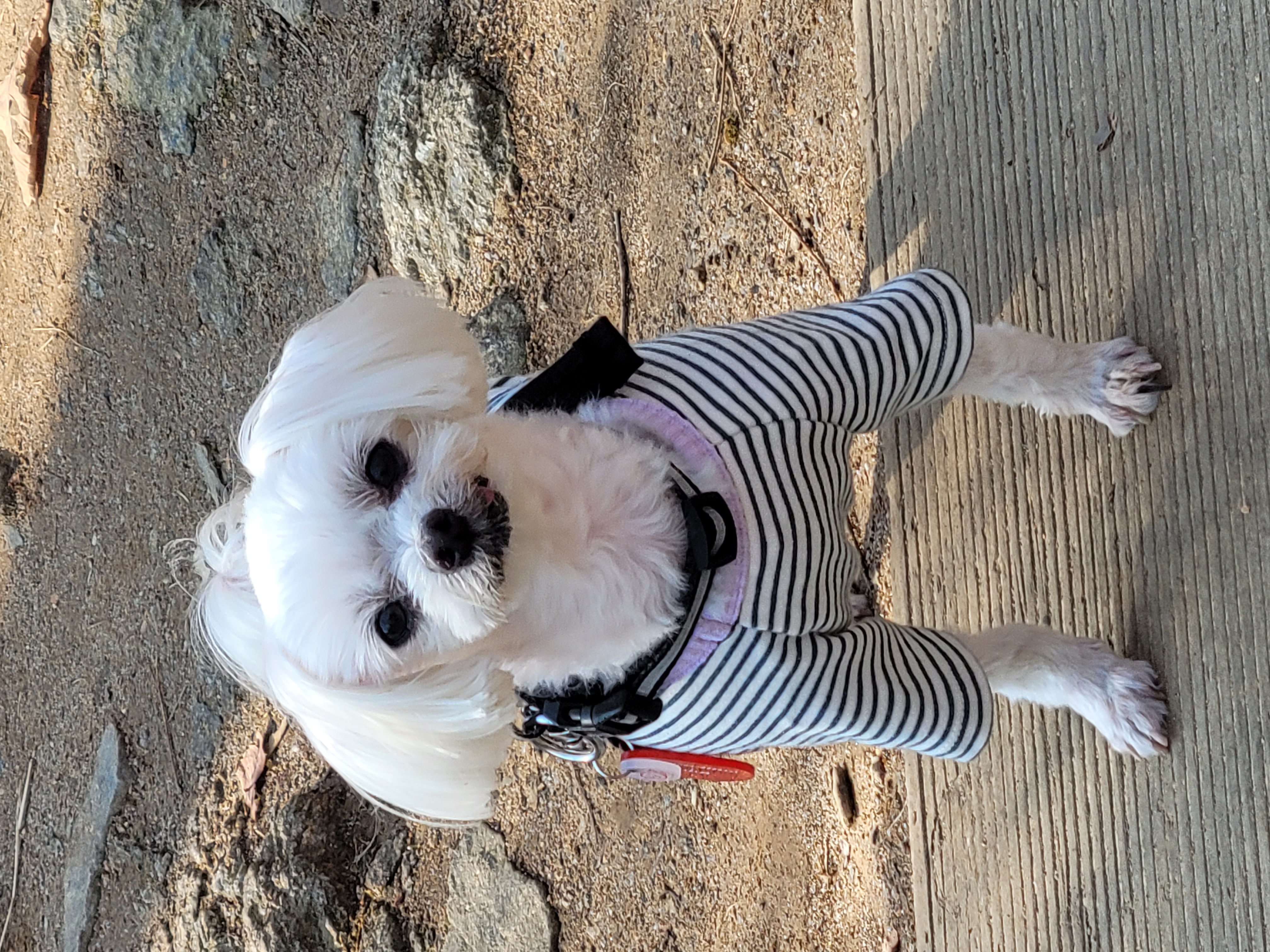 봉남이(곤지암 도우너) 입양  1년 차
