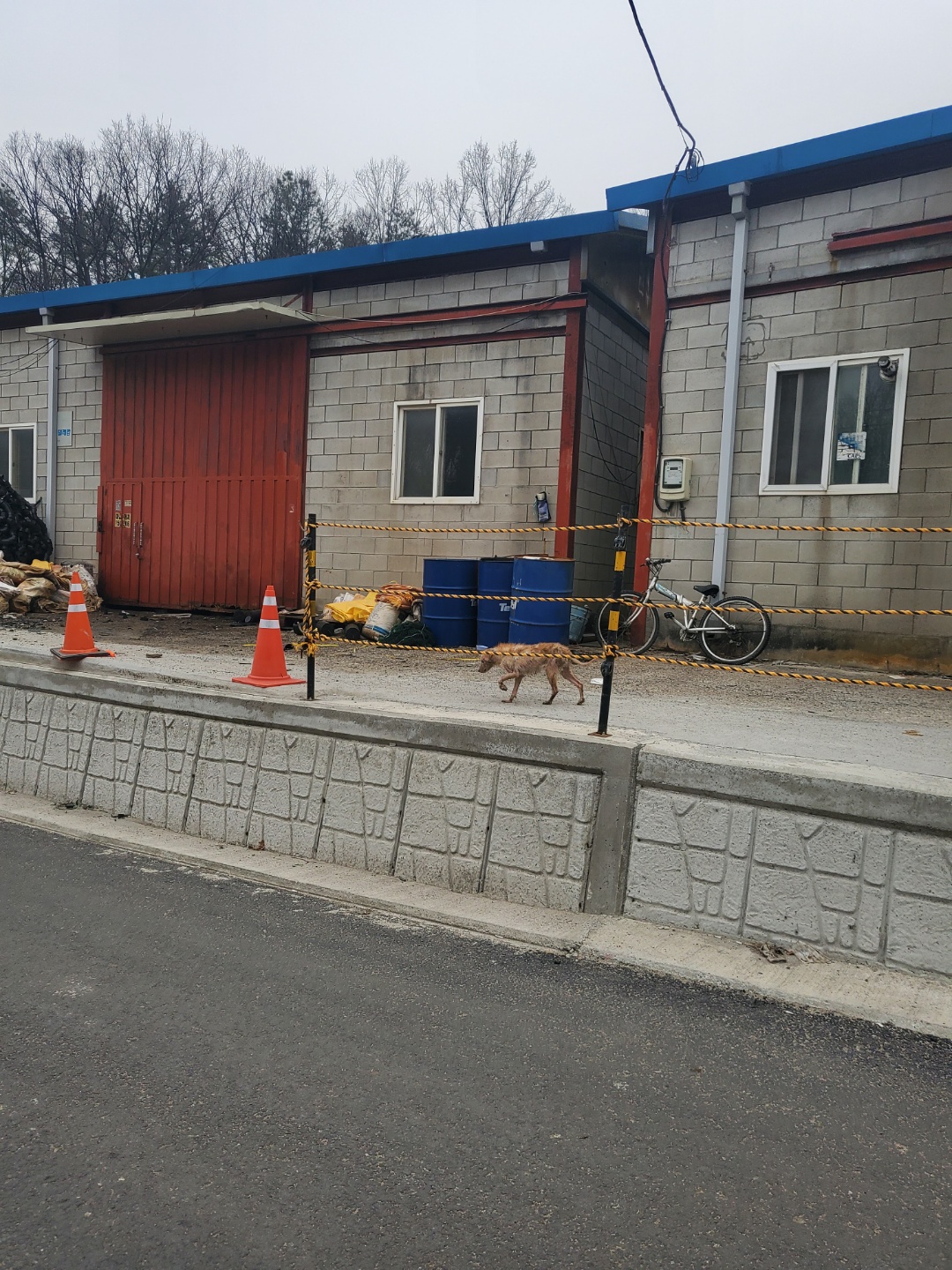 인적드문 창고에 갇혀사는 강아지3마리 구조해주세요