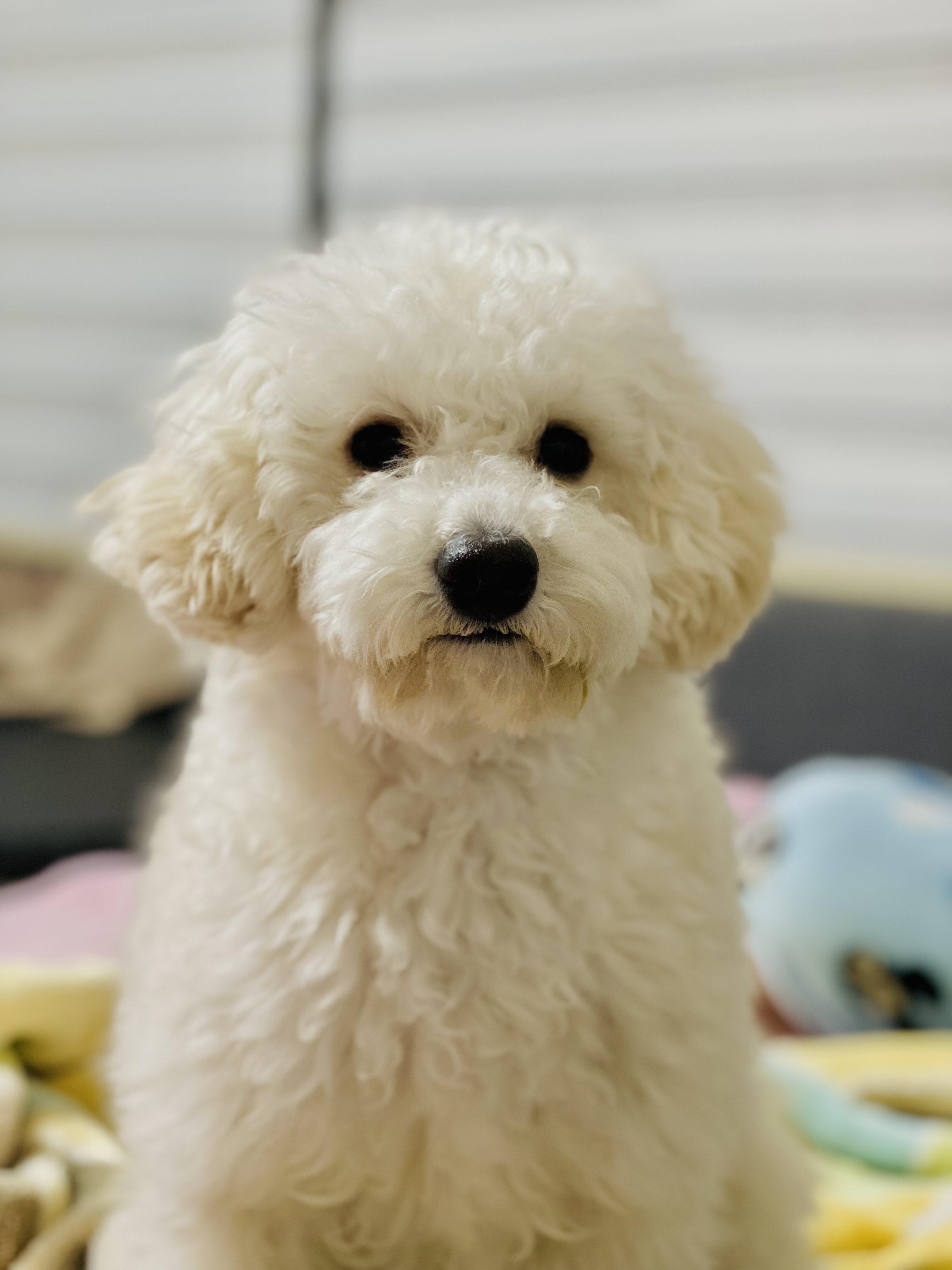 심쿵이와 1년(곤지암 연지 )