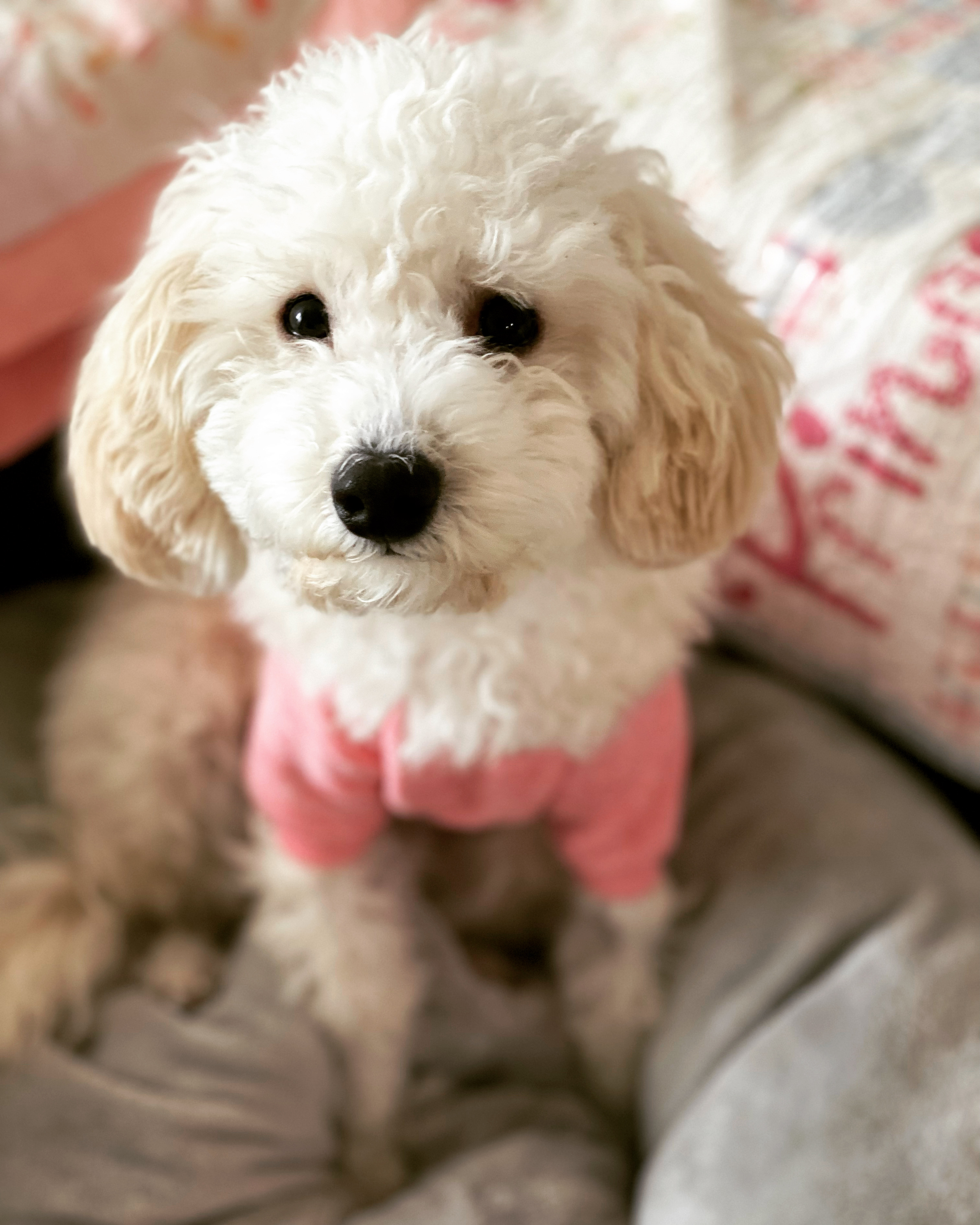 심쿵이와 1년(곤지암 연지 )