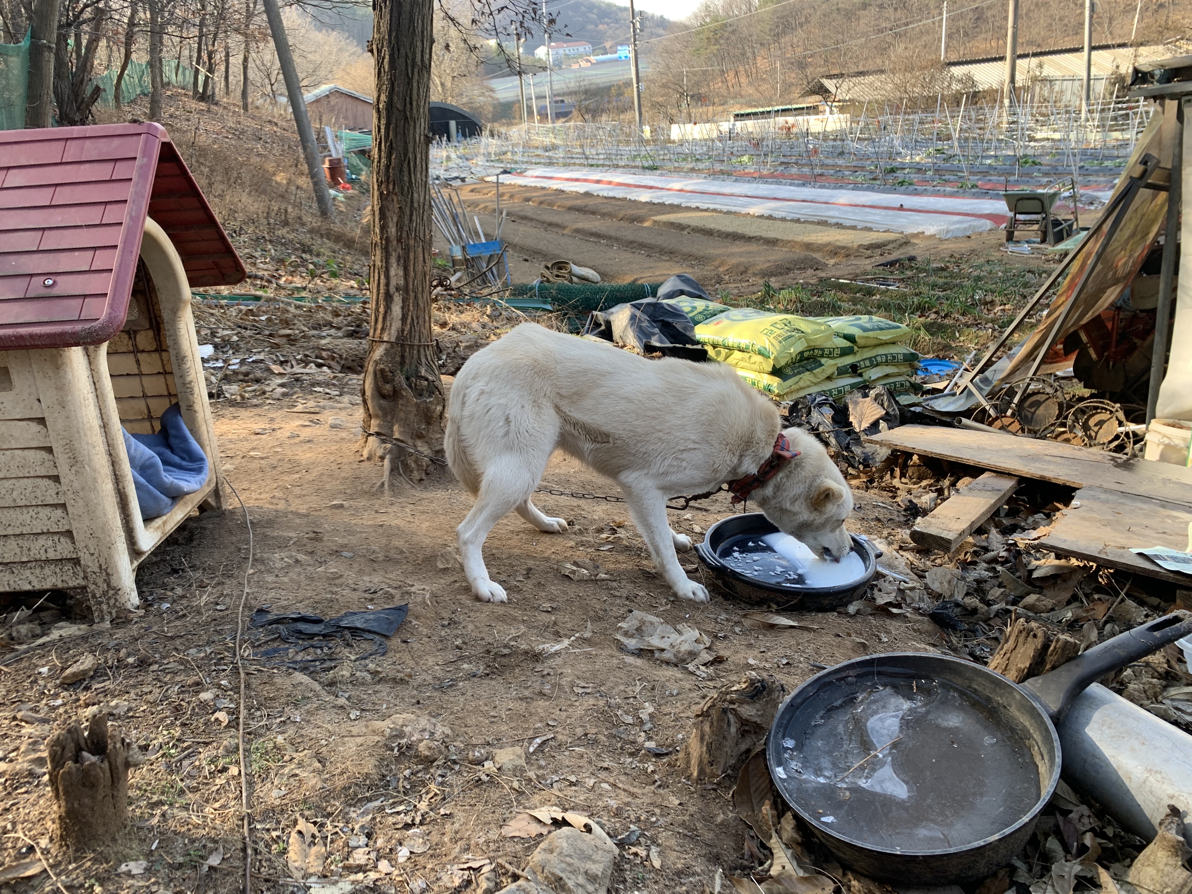 야산 밭지킴이로 1년째 지내고 있는 아이를 구조해주세요 
