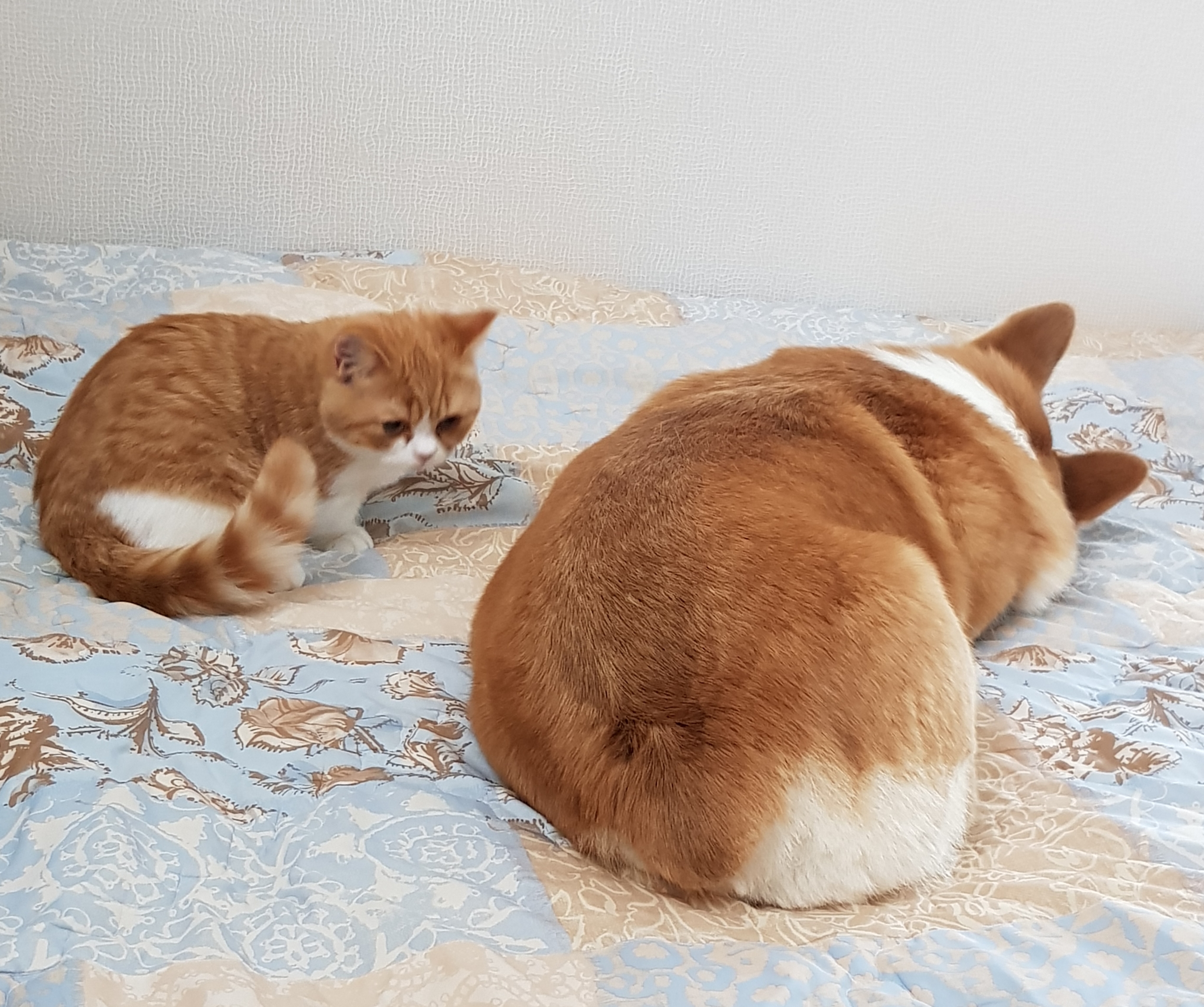 후추 슈가 한달
