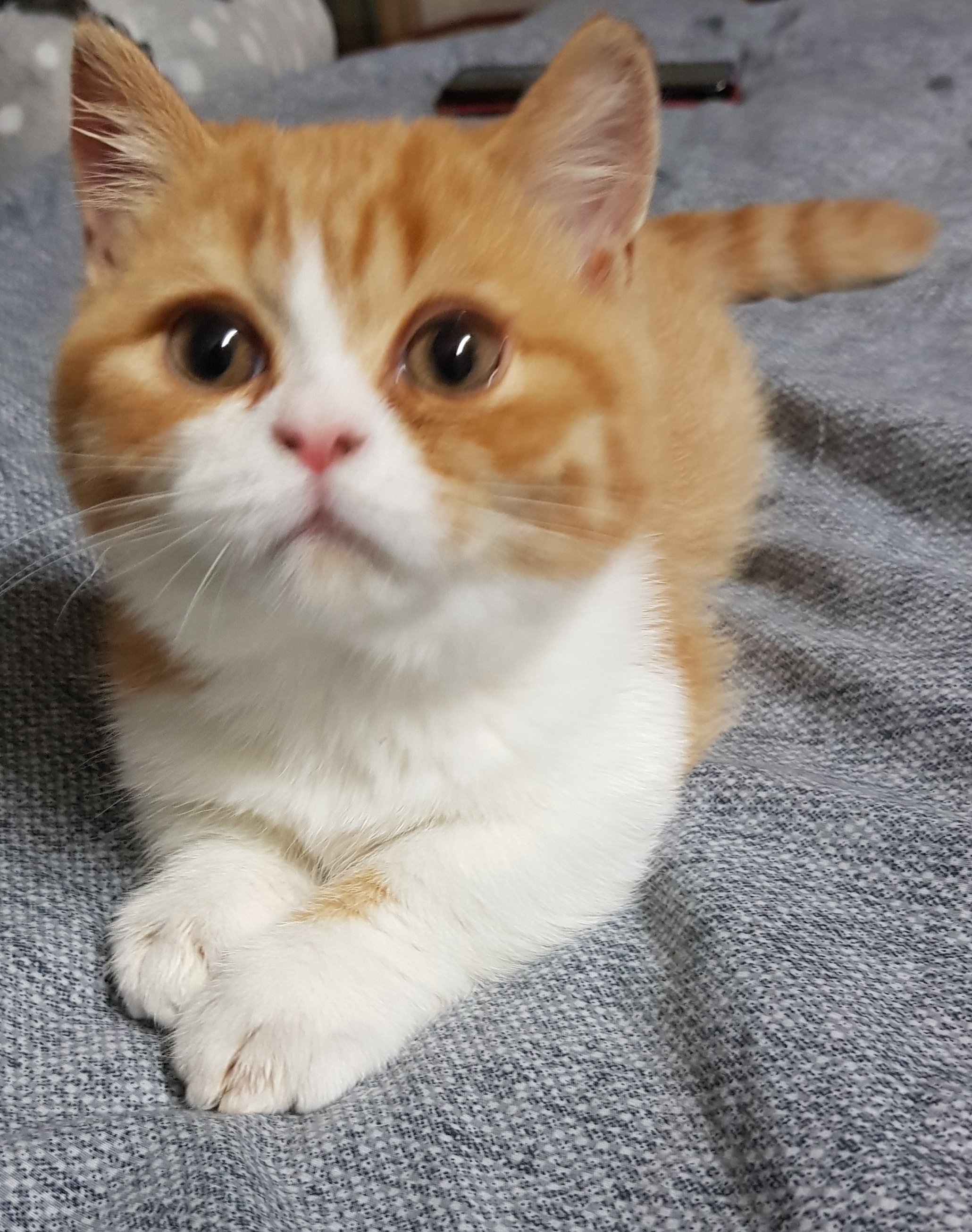 후추 슈가 한달
