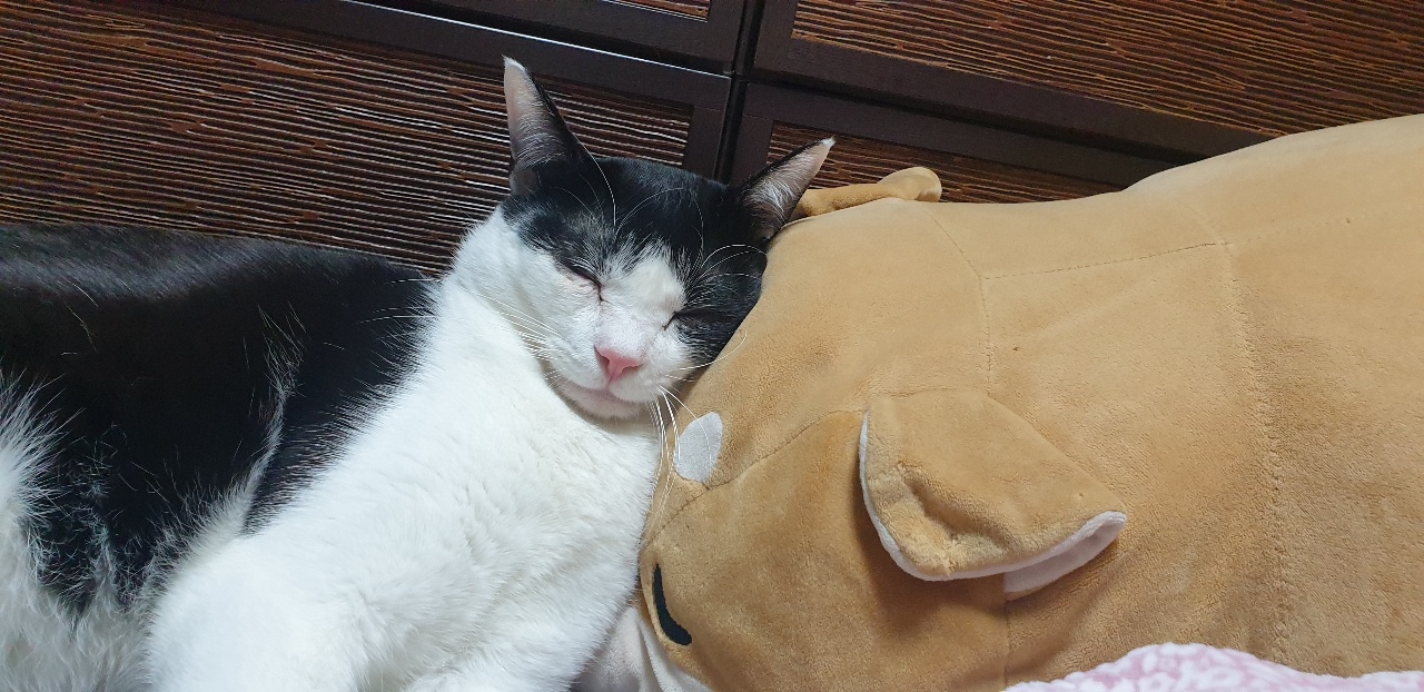 보리 이야기:)