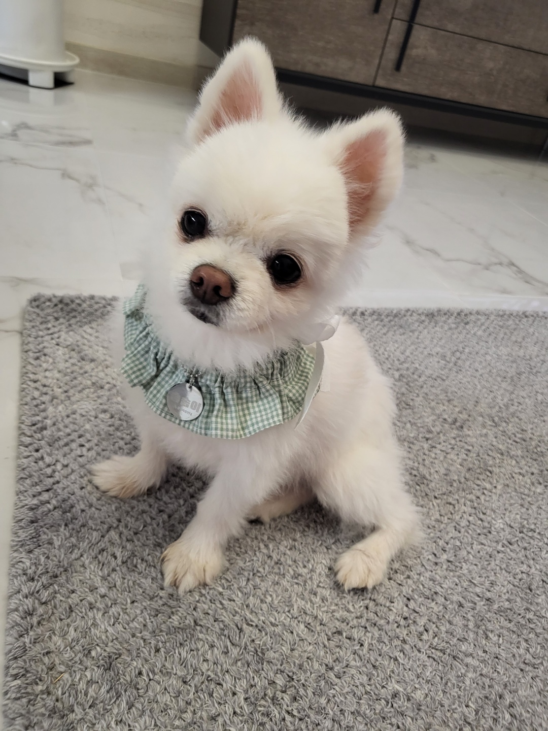 솜솜이가 저희 집에 온지 일주일이 됐습니다~
