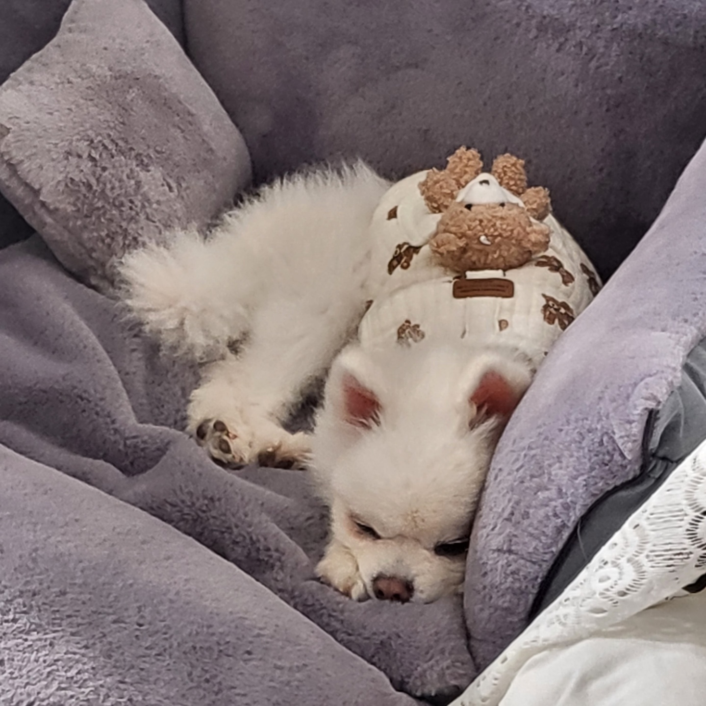 솜솜이가 저희 집에 온지 일주일이 됐습니다~