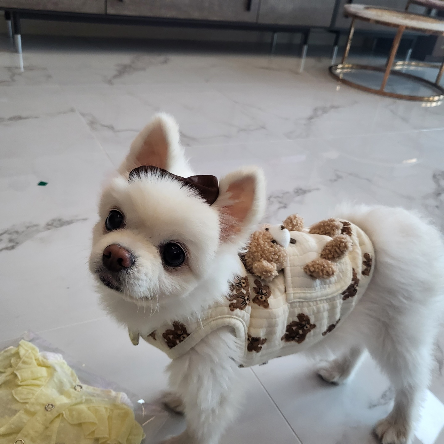 솜솜이가 저희 집에 온지 일주일이 됐습니다~
