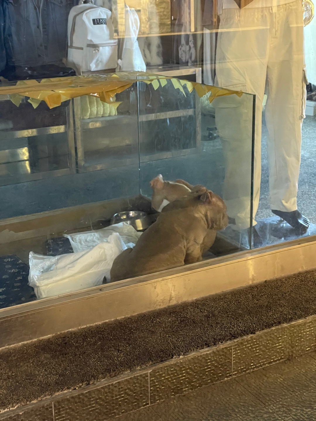 제발 아이들 좀 살려주세요..강남 가로수길 한복판에서 학대받고있습니다