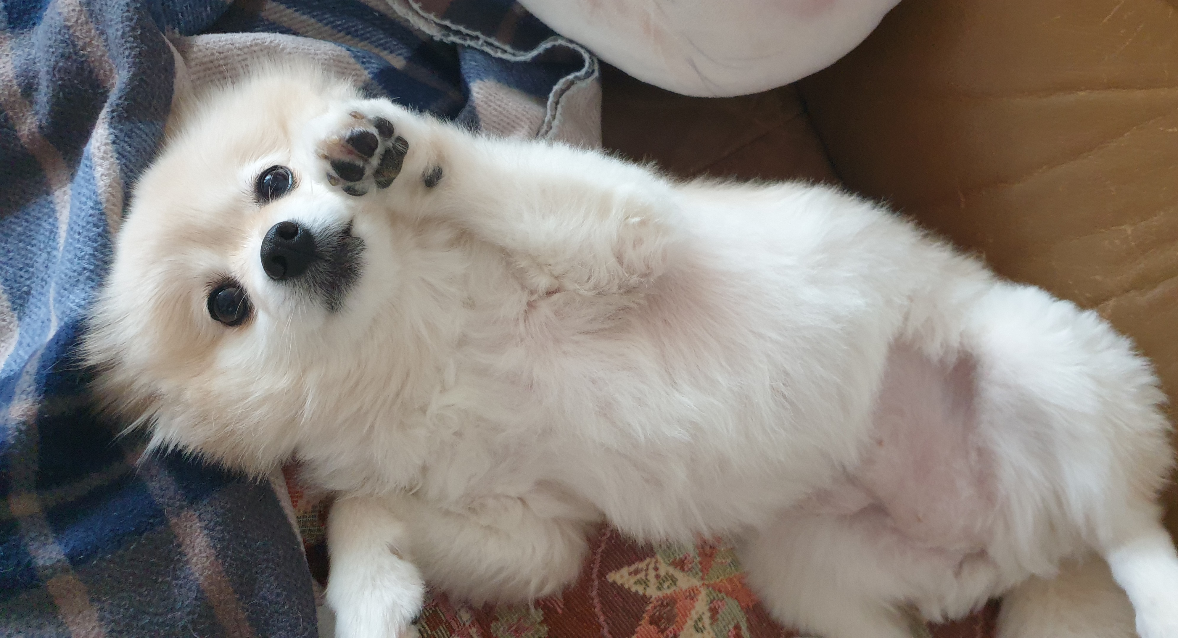 곤지암 단밤이 입양 1주년 후기