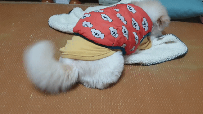 곤지암 단밤이 입양 1주년 후기