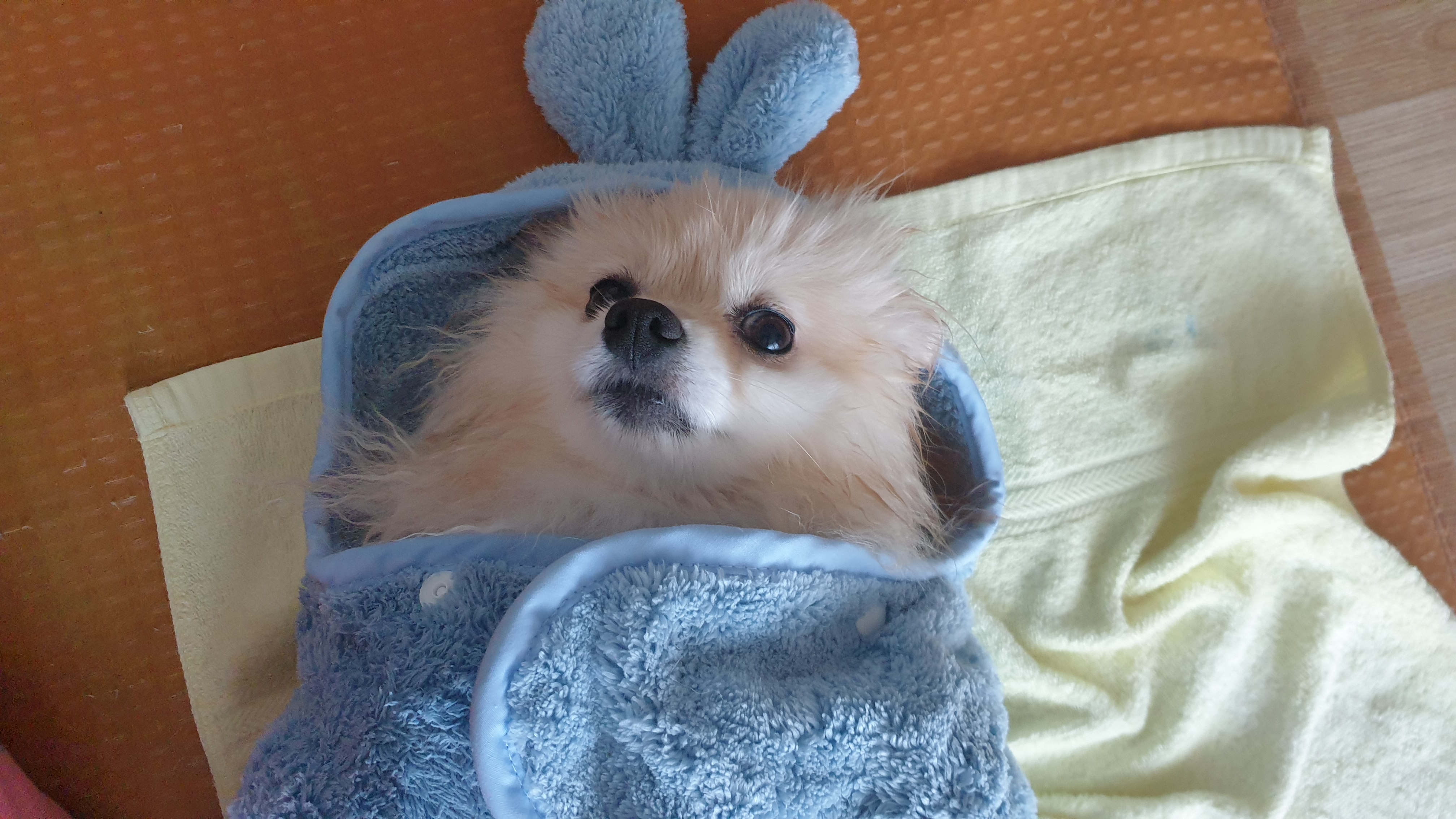 곤지암 단밤이 입양 1주년 후기