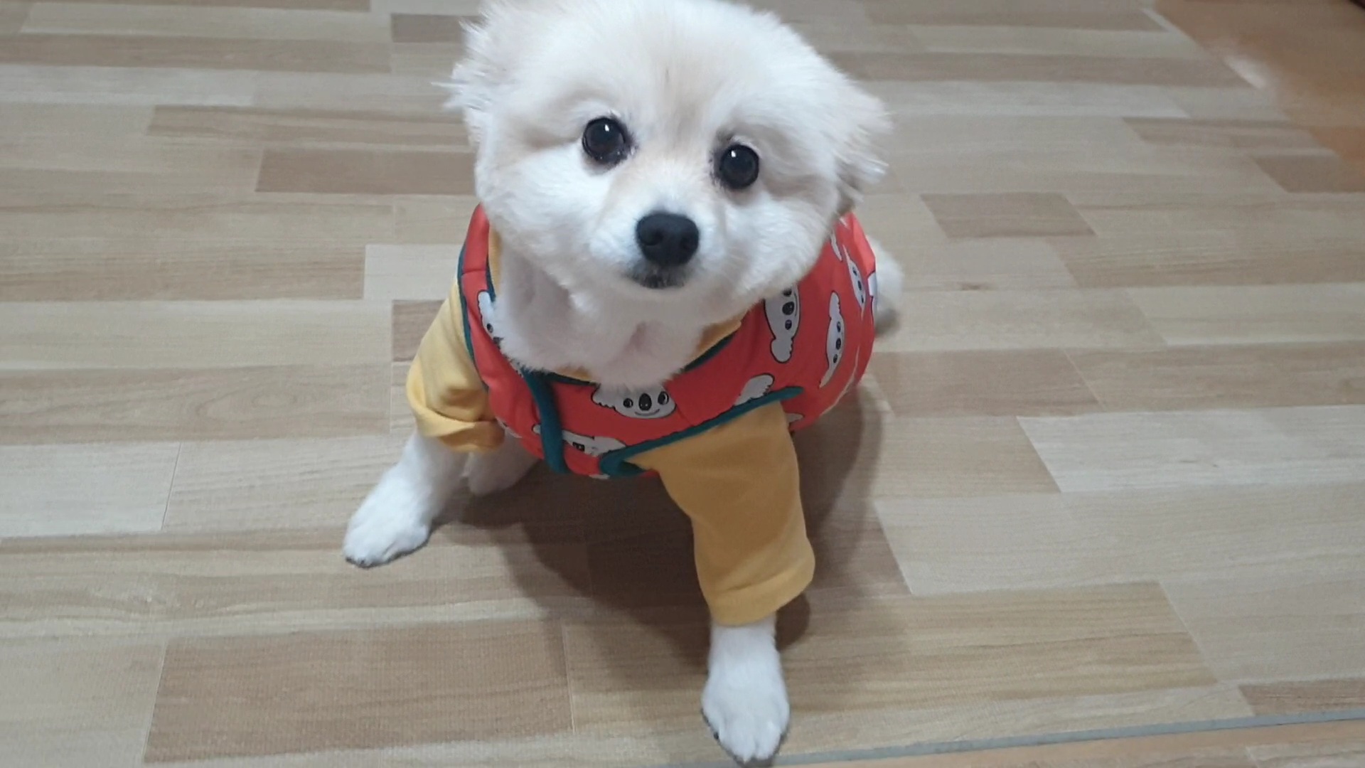 곤지암 단밤이 입양 1주년 후기