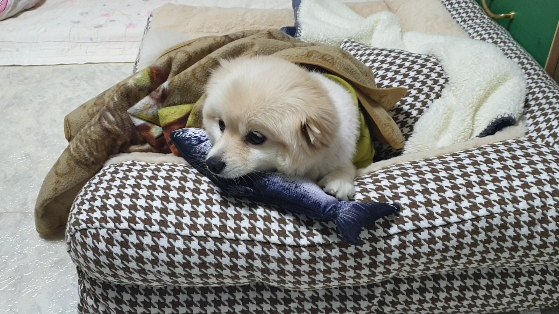 곤지암 단밤이 입양 1주년 후기