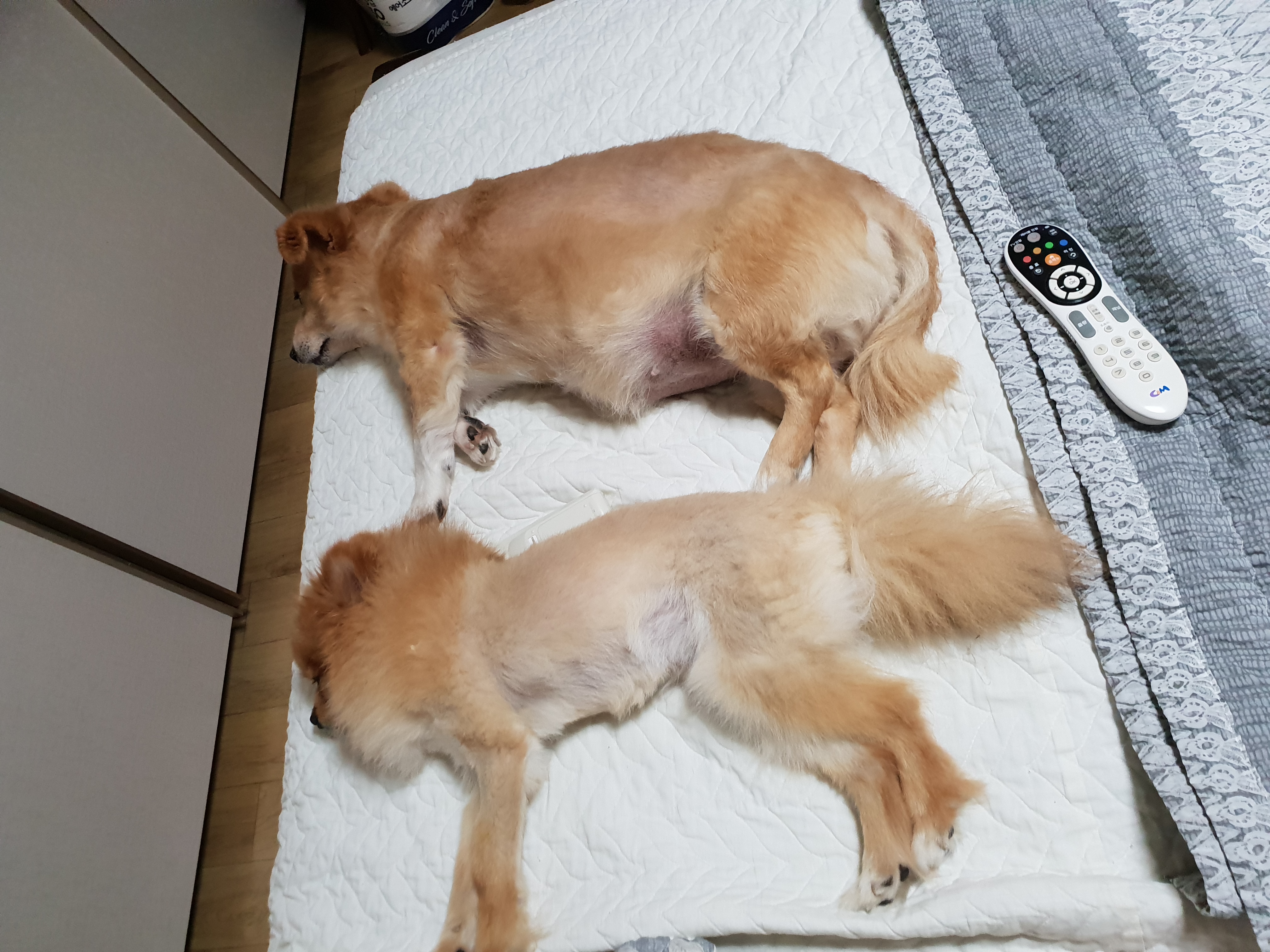 입양 5년차 기쁨이