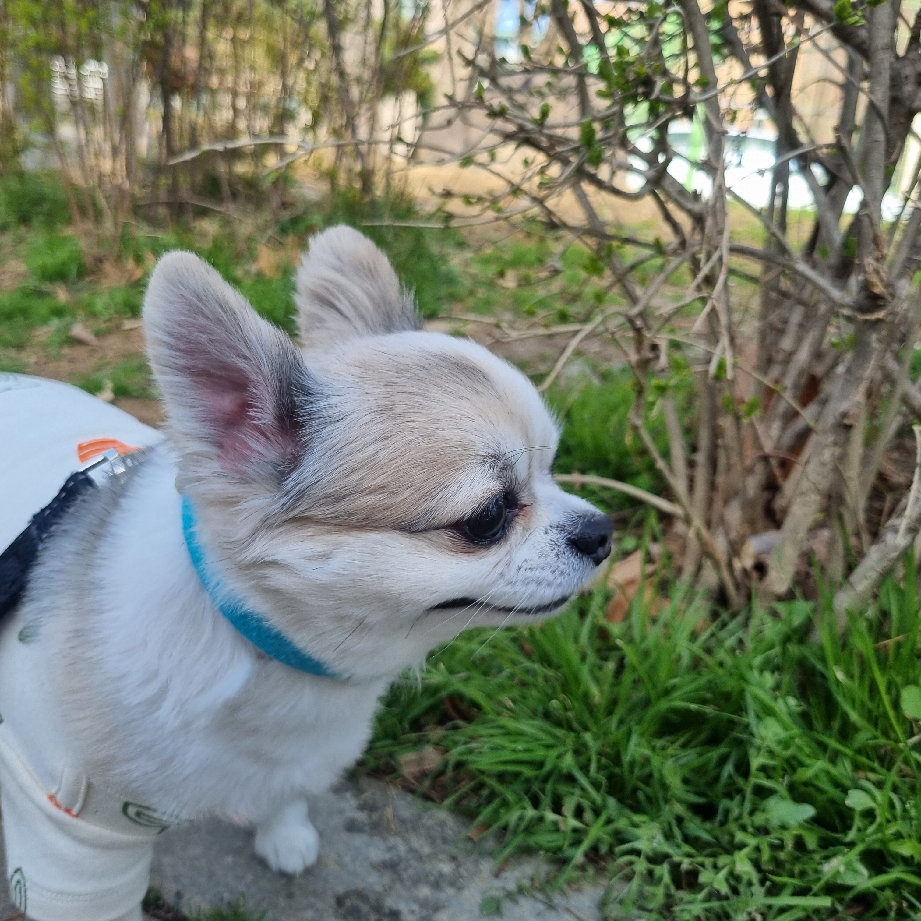 다온이의 유치원일기 (짹짹이)