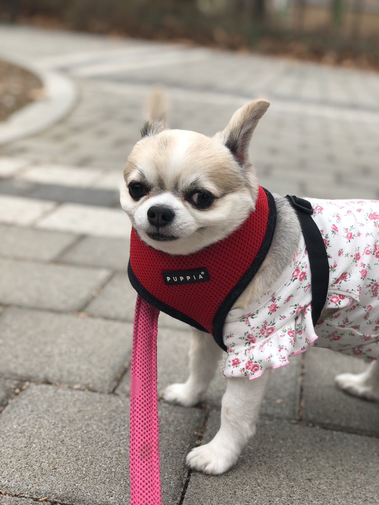 다온이의 유치원일기 (짹짹이)
