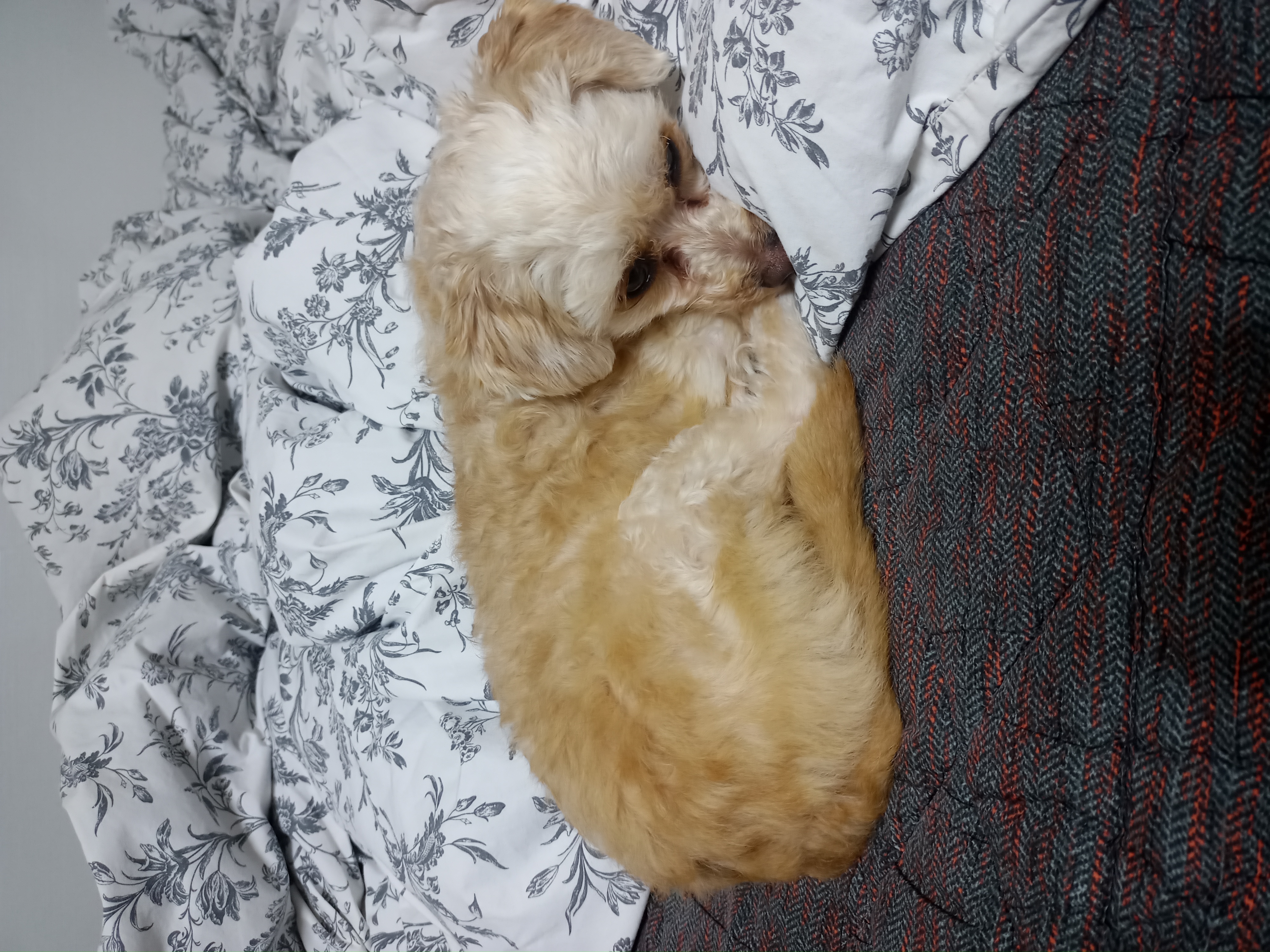 다온이(비비)의 7일차