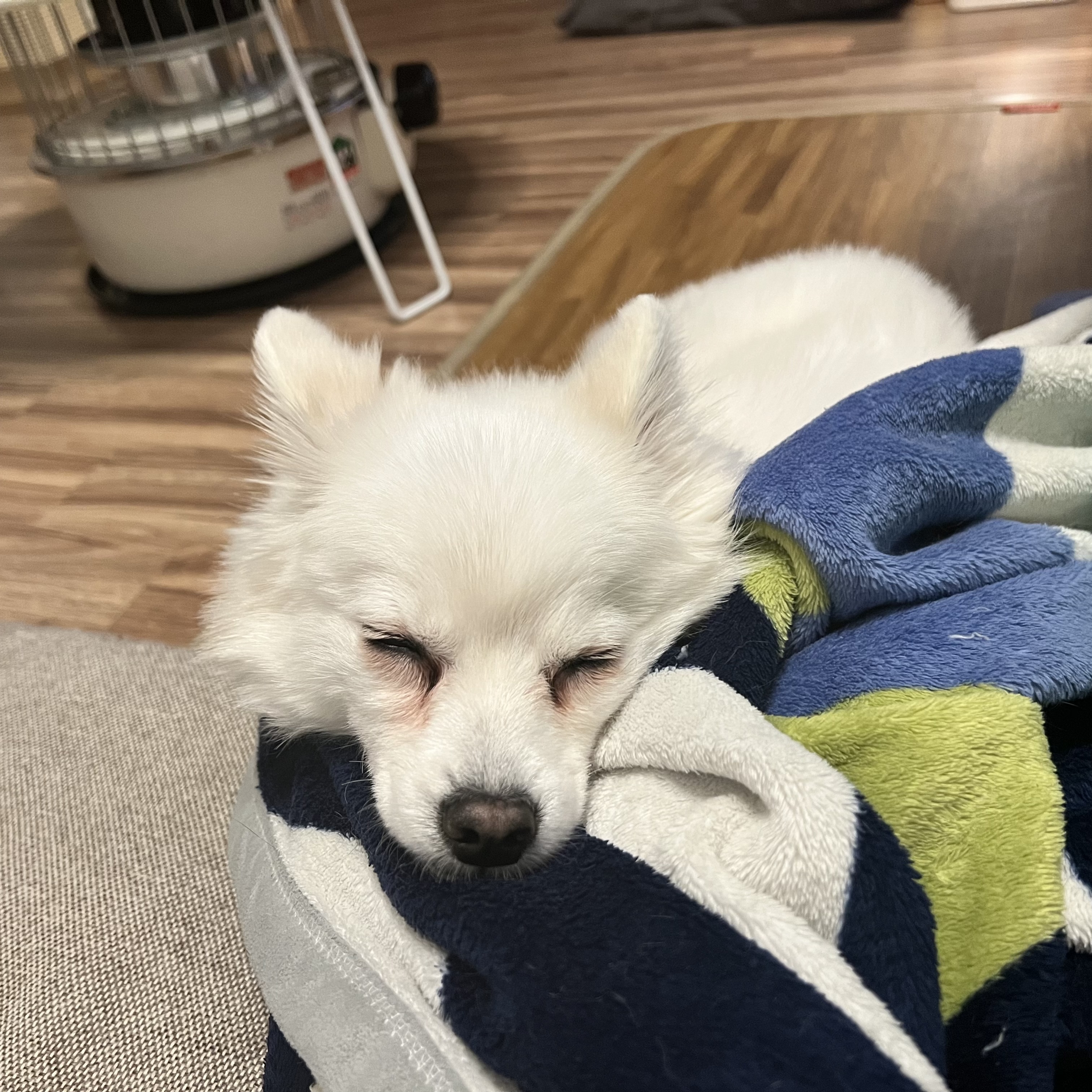 푸우 입양후 이야기🐶