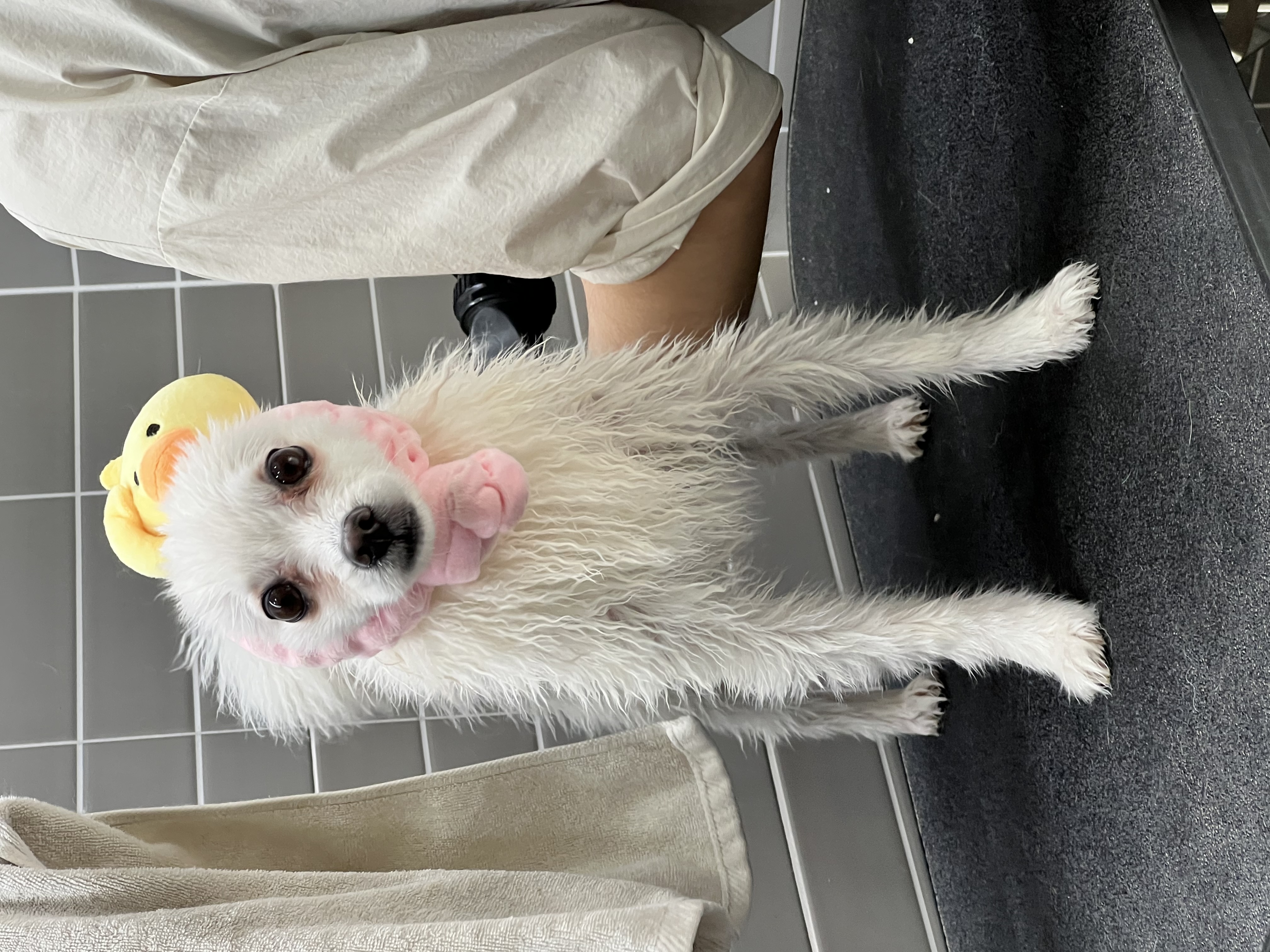 푸우 입양후 이야기🐶