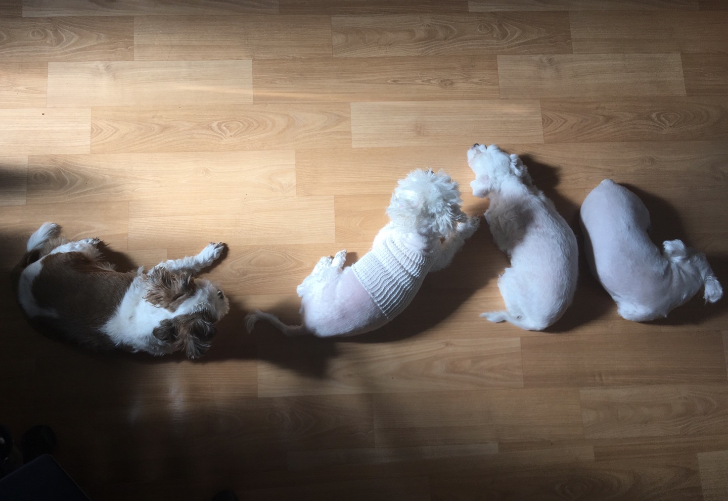 바토는 여전히 잘 지내고 있어요 ^^