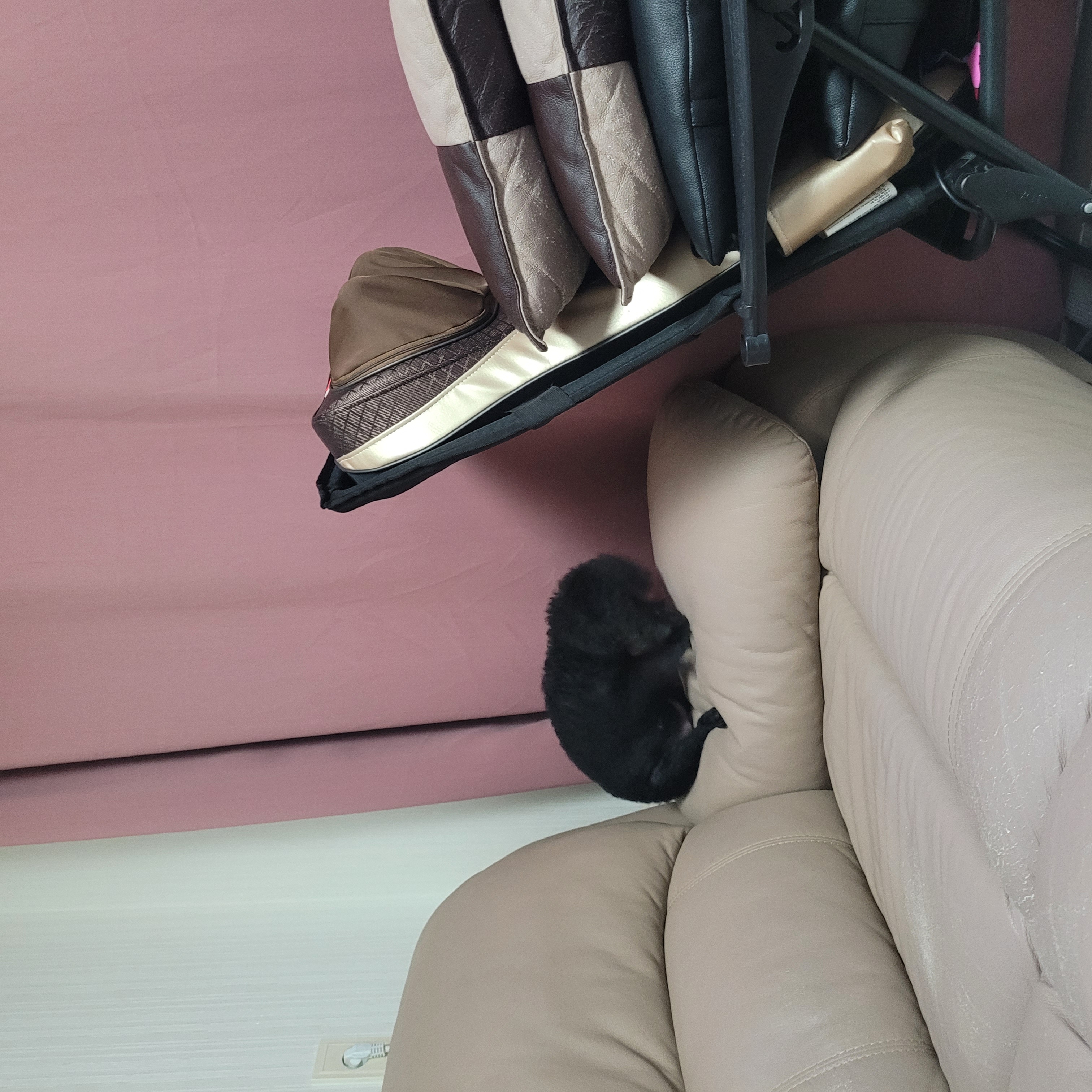 뽀송이 입양후 1년