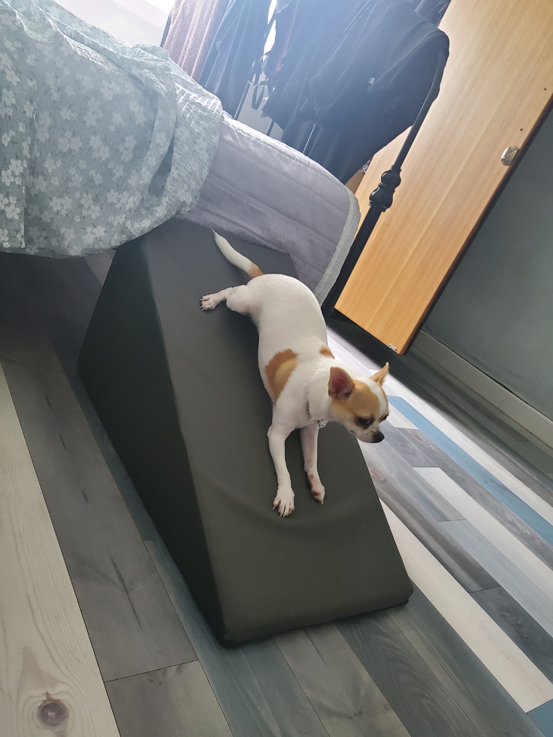 이랑이 입양 1년차 입니다. 