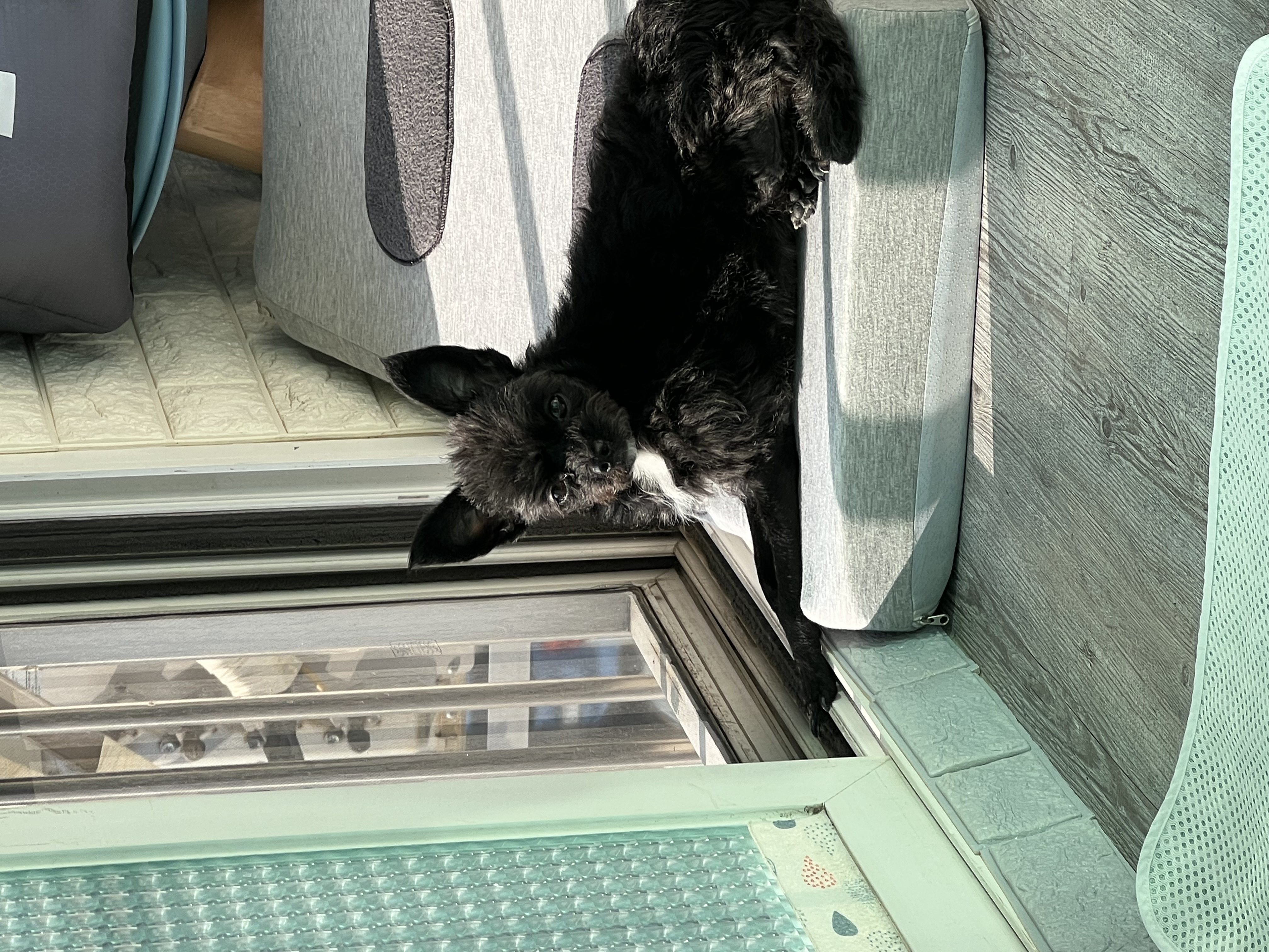 아라가 어느새 3살이네요