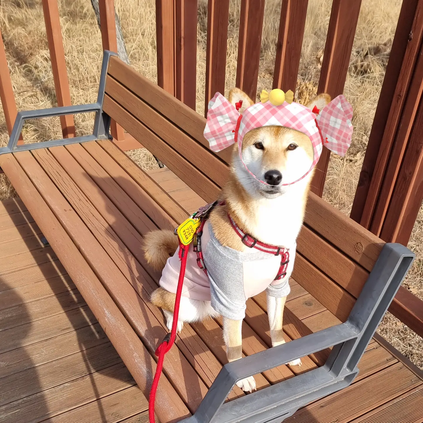 네시였던 별이 입니다